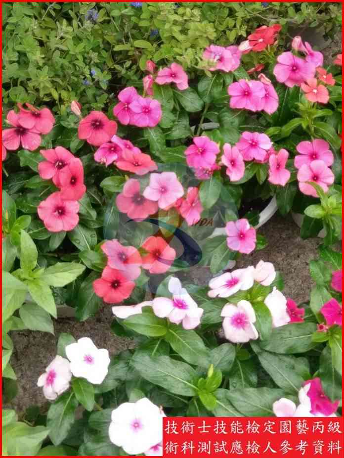 長春花 園藝丙級識別圖片 3