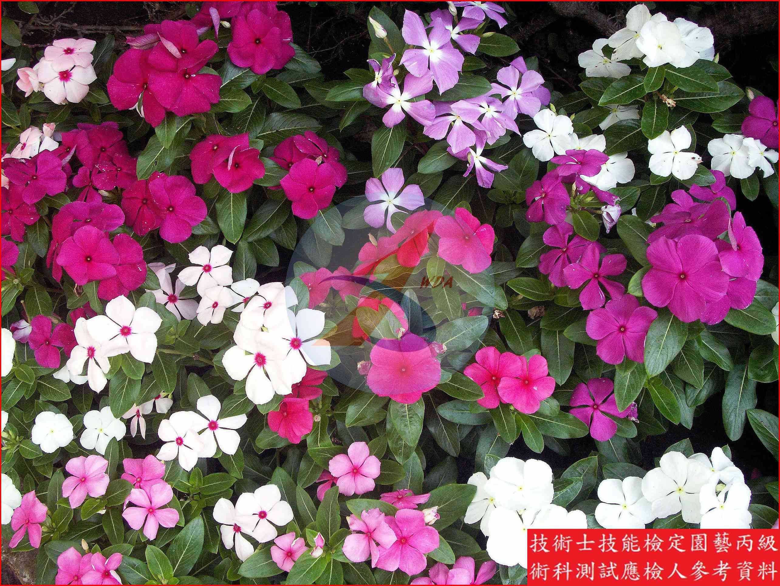 長春花 園藝丙級識別圖片 4