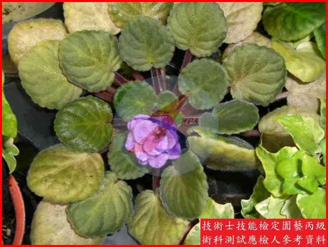 非洲堇 園藝丙級辨識圖片
