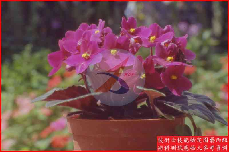 非洲堇 園藝丙級識別圖片 2