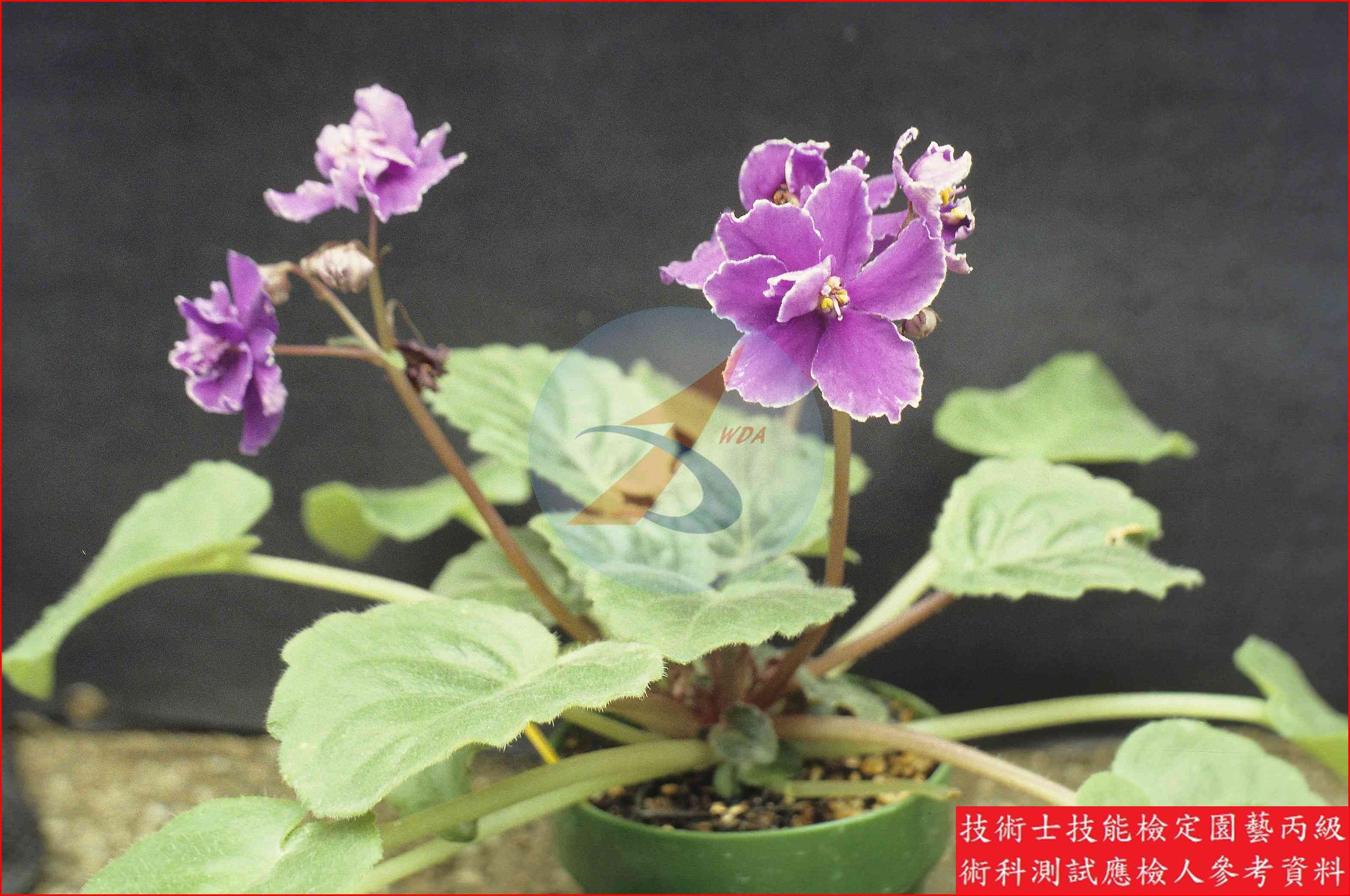 非洲堇 園藝丙級識別圖片 3