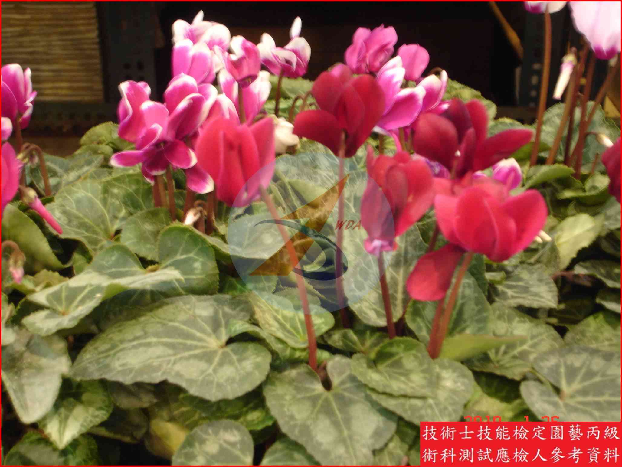 仙客來 園藝丙級識別圖片 2
