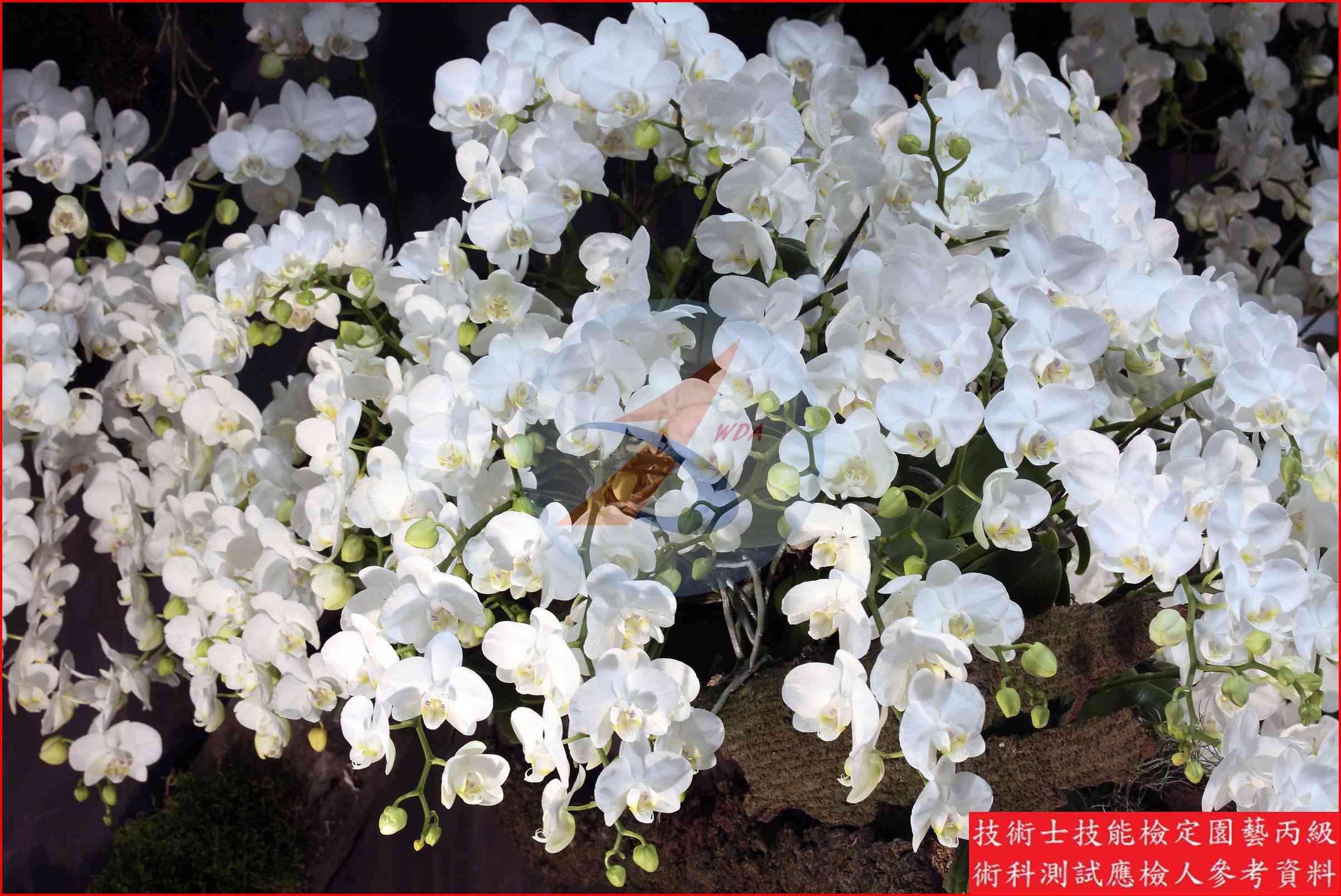 蝴蝶蘭 園藝丙級辨識圖片