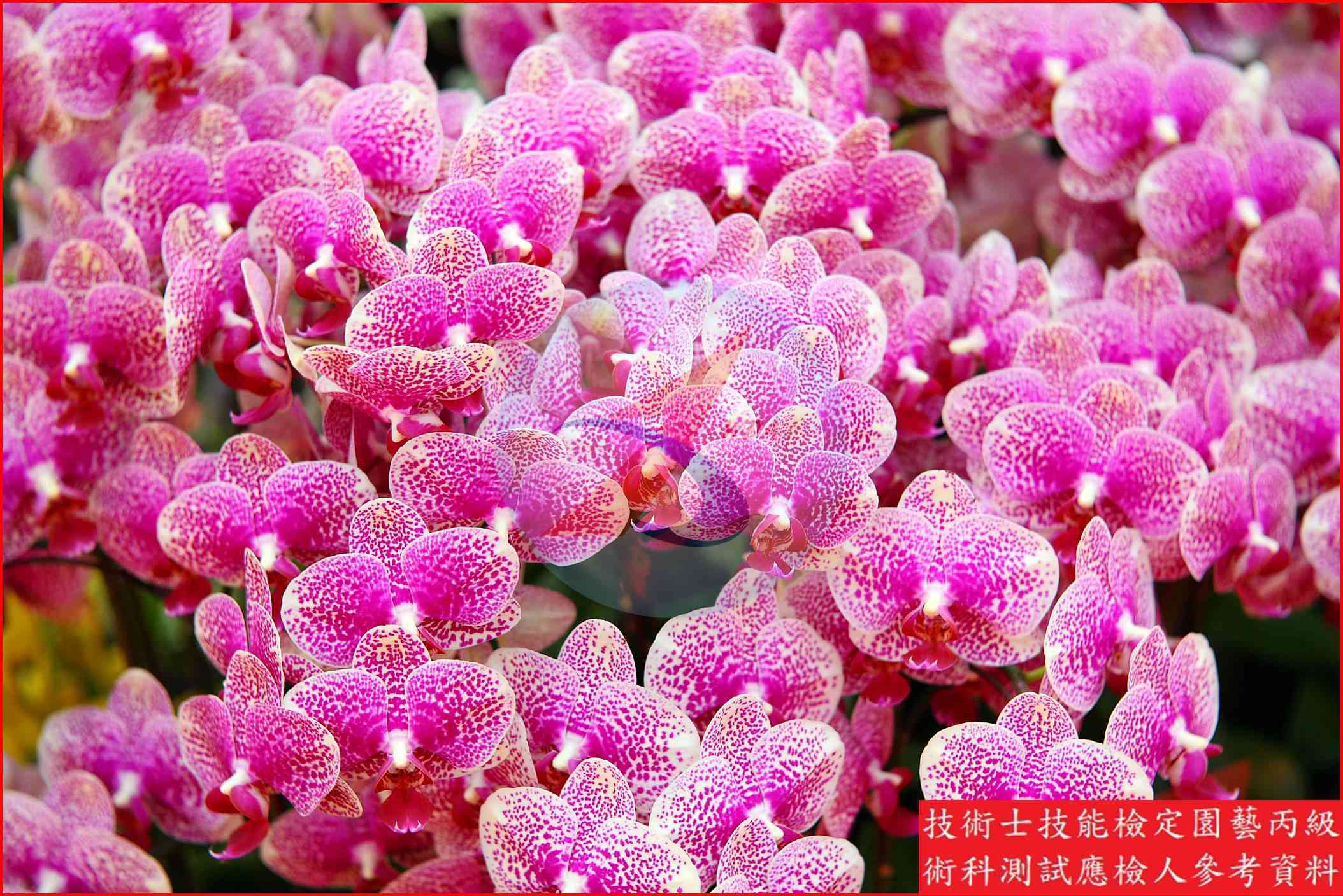 蝴蝶蘭 園藝丙級識別圖片 10