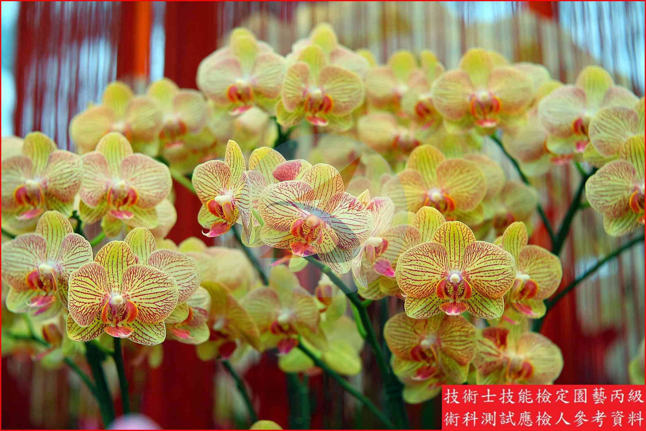 蝴蝶蘭 園藝丙級識別圖片 11