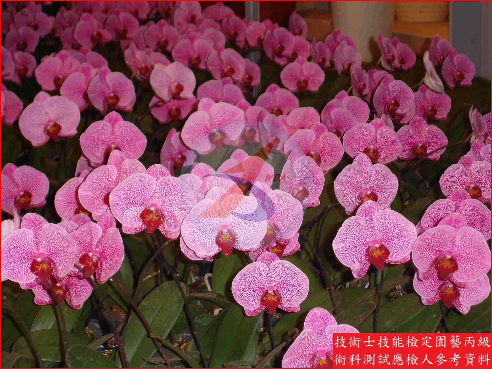 蝴蝶蘭 園藝丙級識別圖片 3