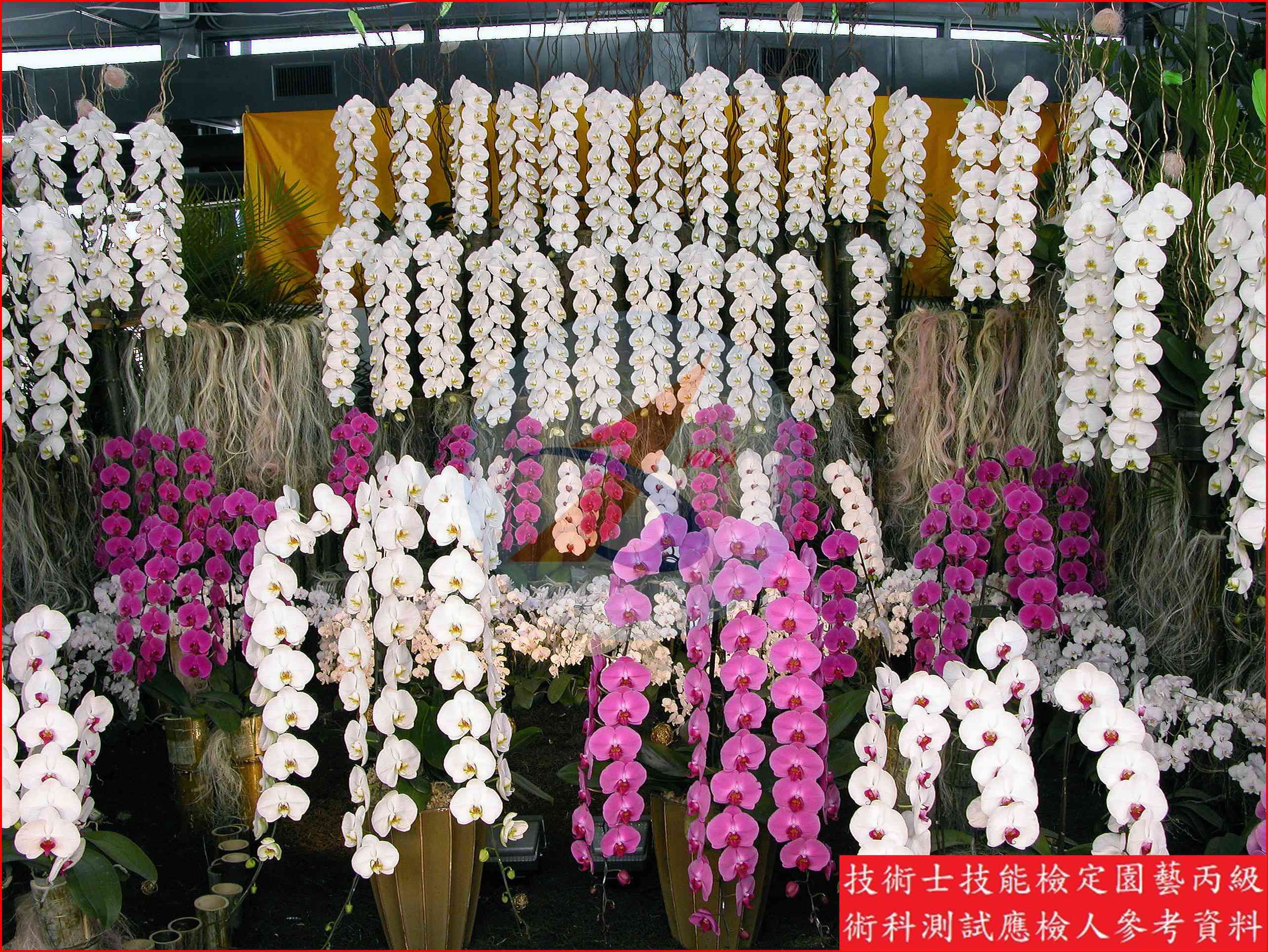 蝴蝶蘭 園藝丙級識別圖片 5