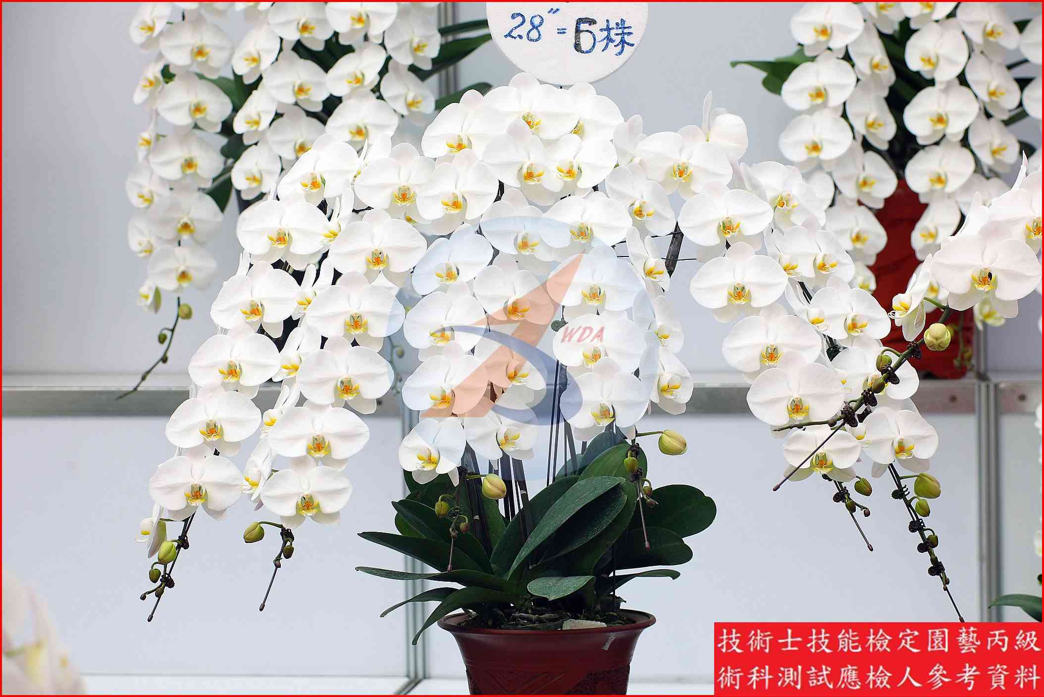 蝴蝶蘭 園藝丙級識別圖片 6