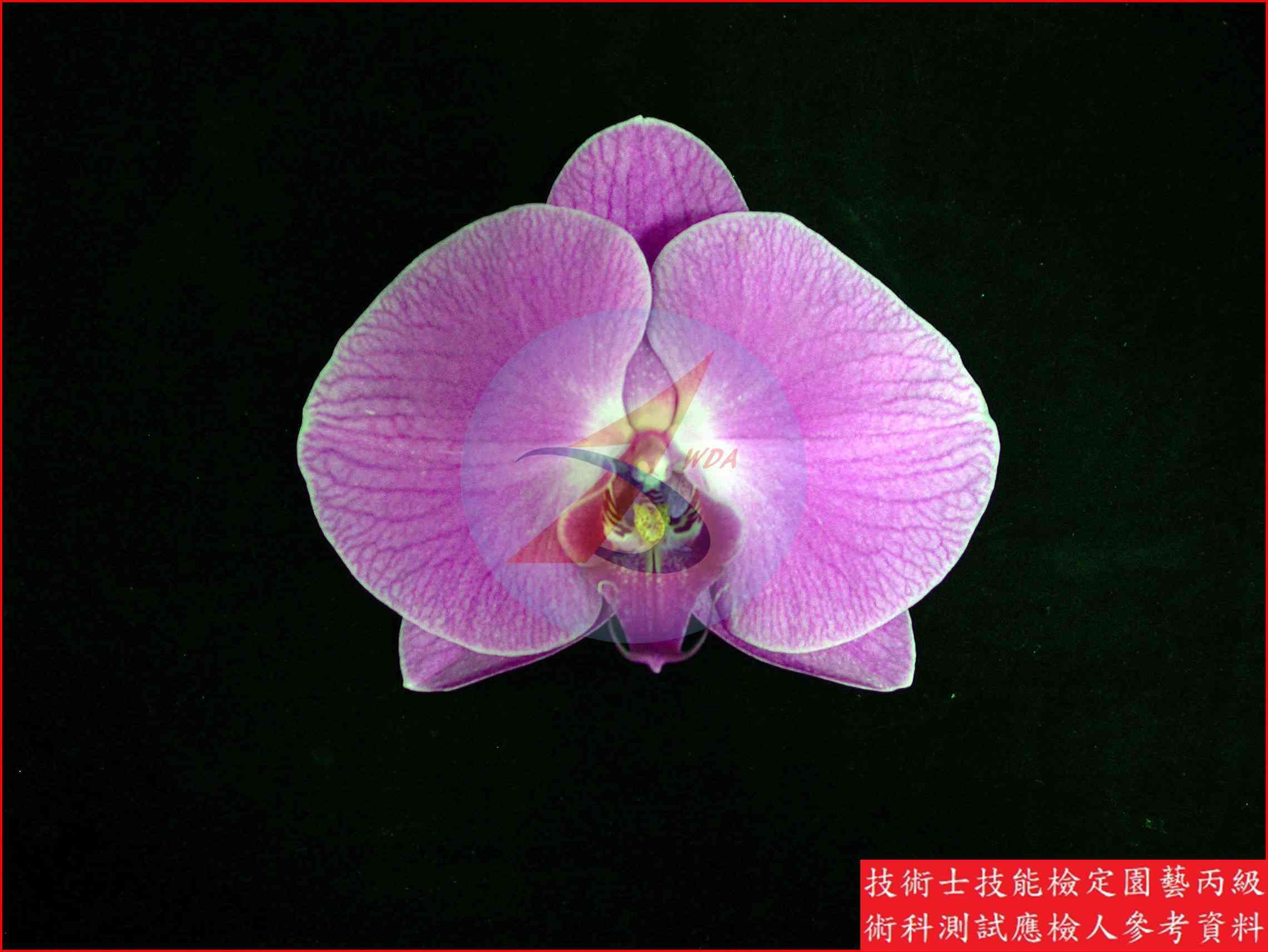 蝴蝶蘭 園藝丙級識別圖片 7