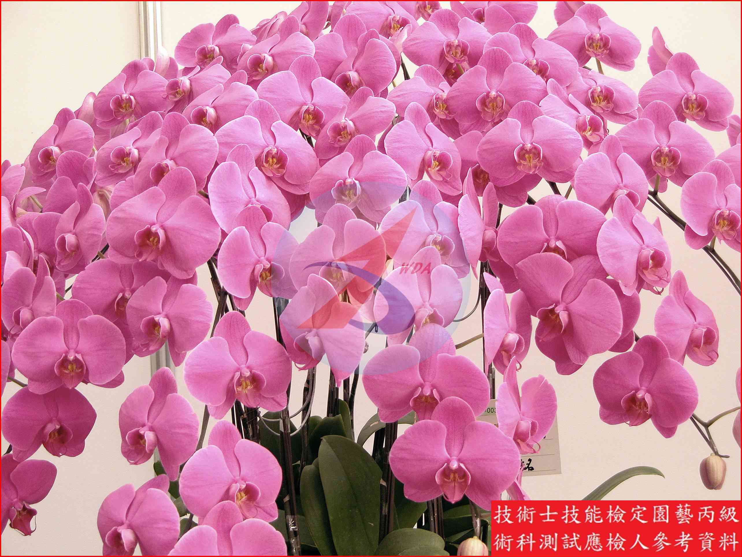 蝴蝶蘭 園藝丙級識別圖片 8