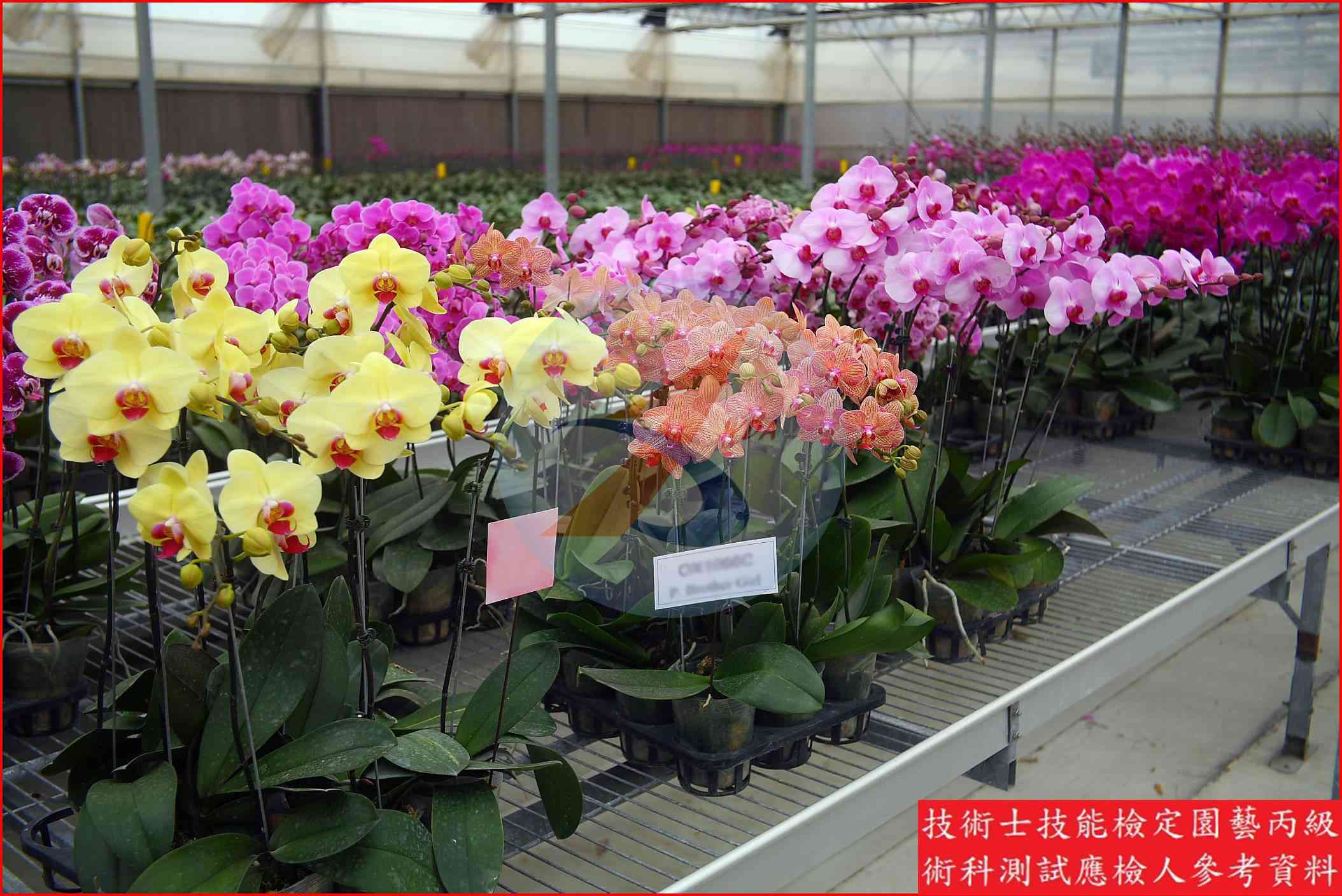 蝴蝶蘭 園藝丙級識別圖片 9