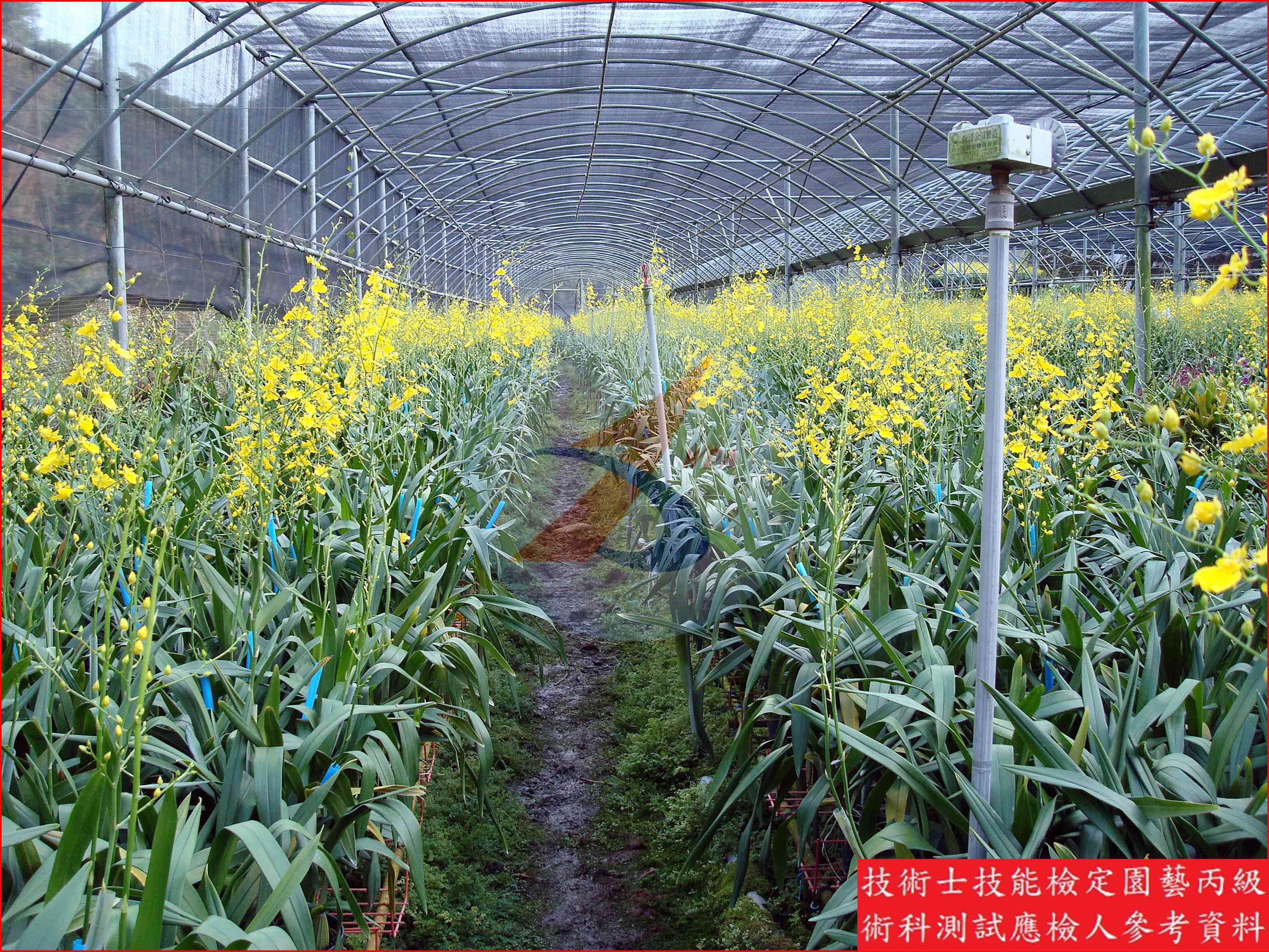 文心蘭 園藝丙級辨識圖片