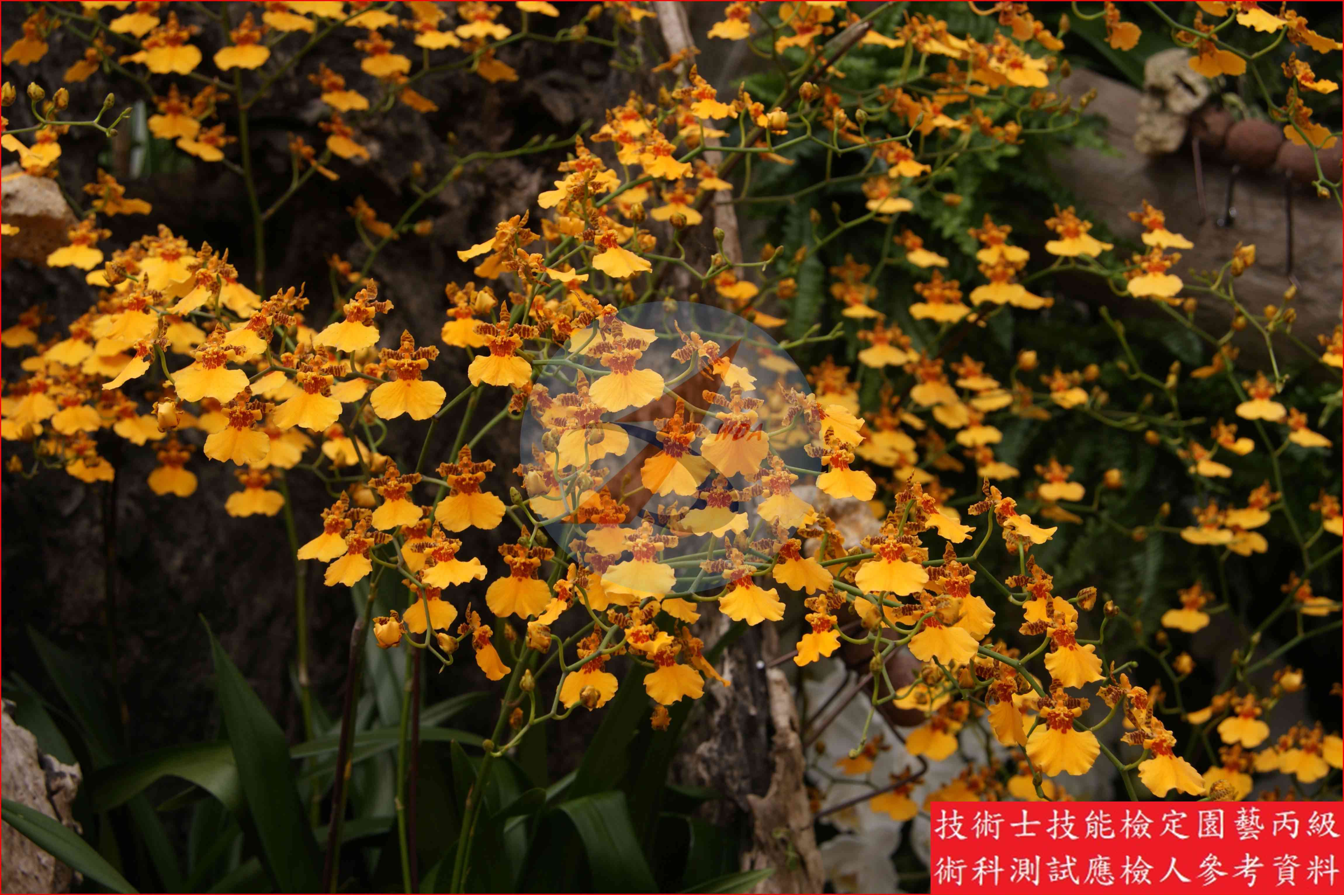 文心蘭 園藝丙級識別圖片 3