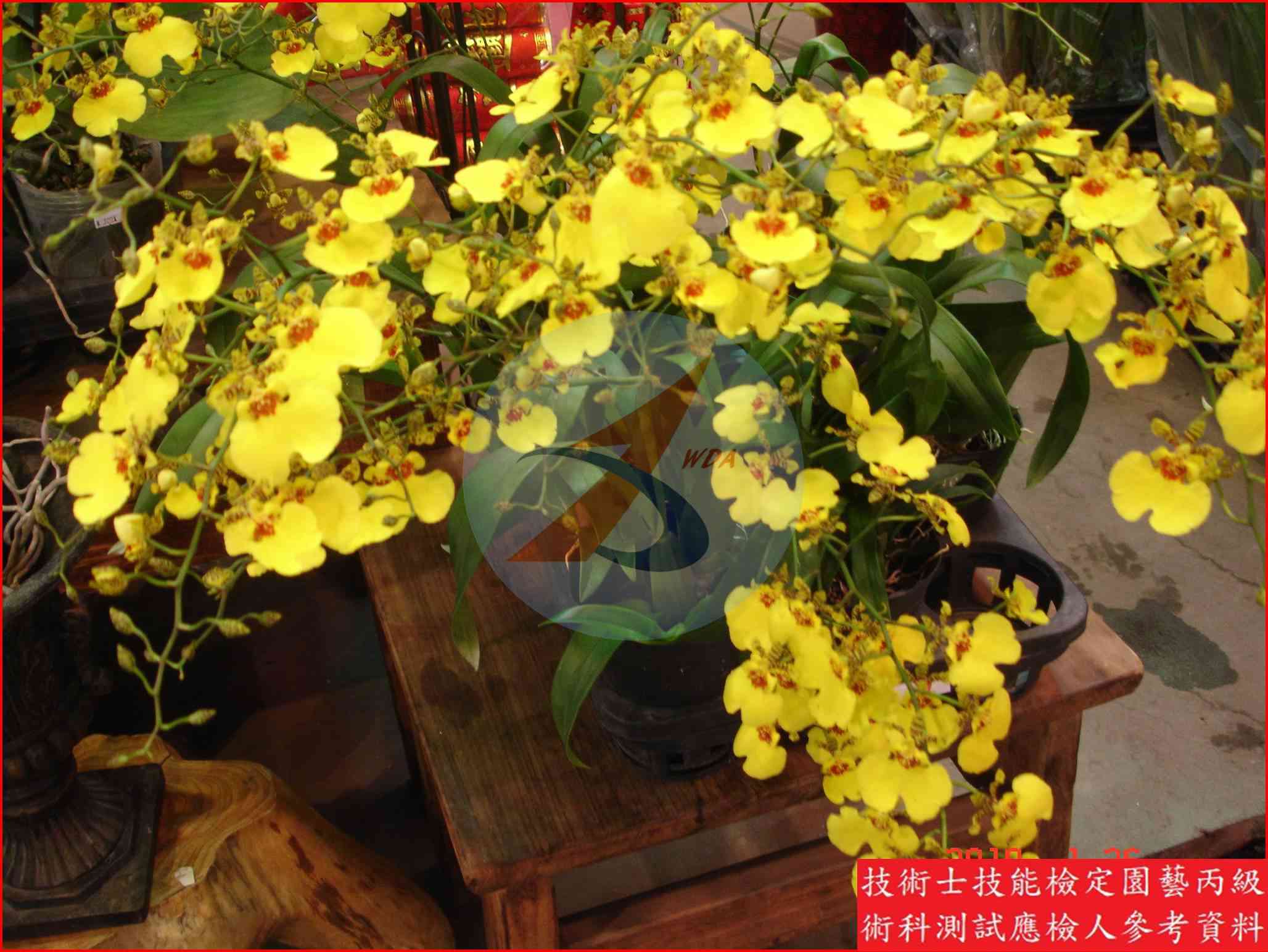 文心蘭 園藝丙級識別圖片 4