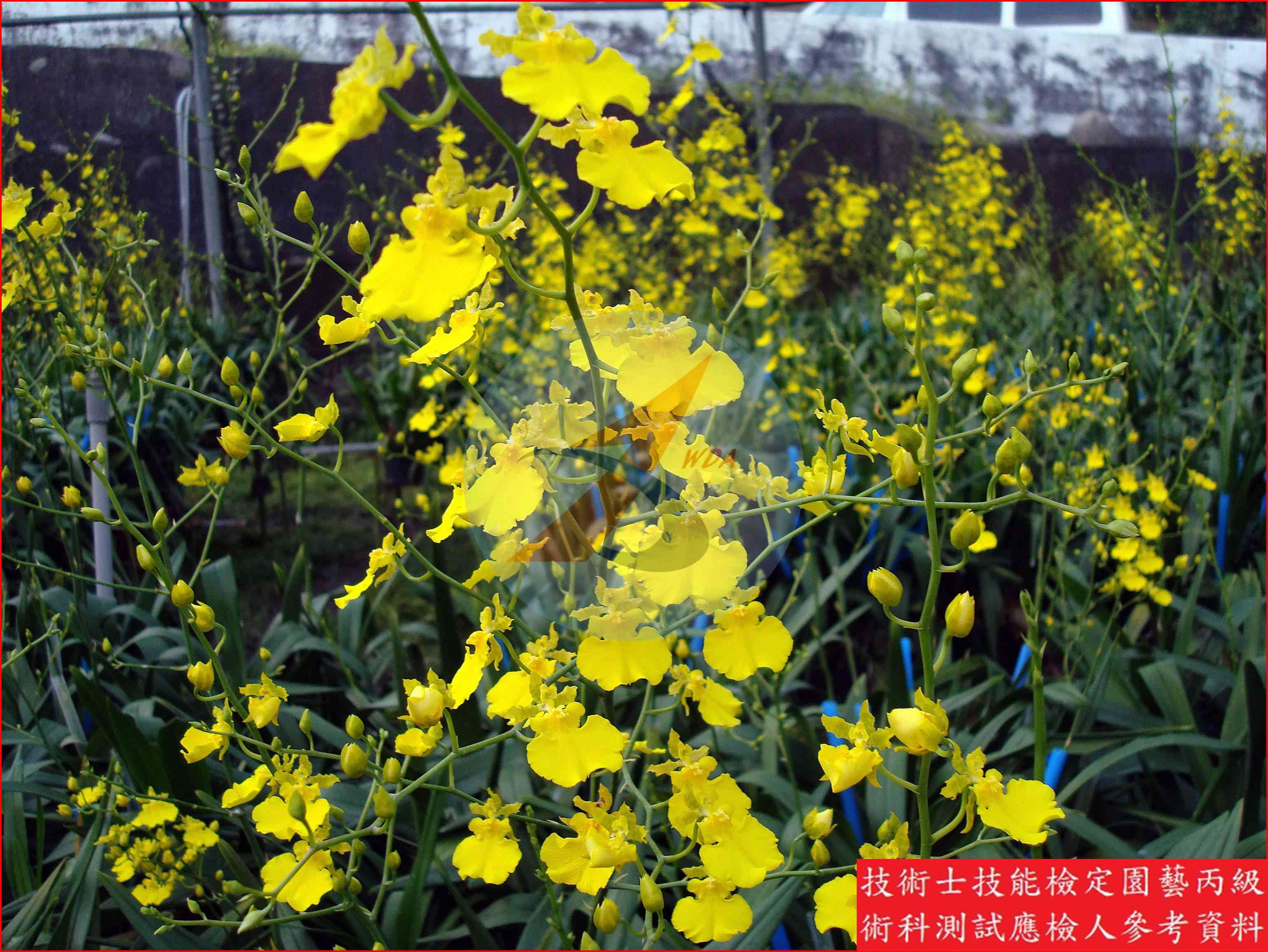 文心蘭 園藝丙級識別圖片 5