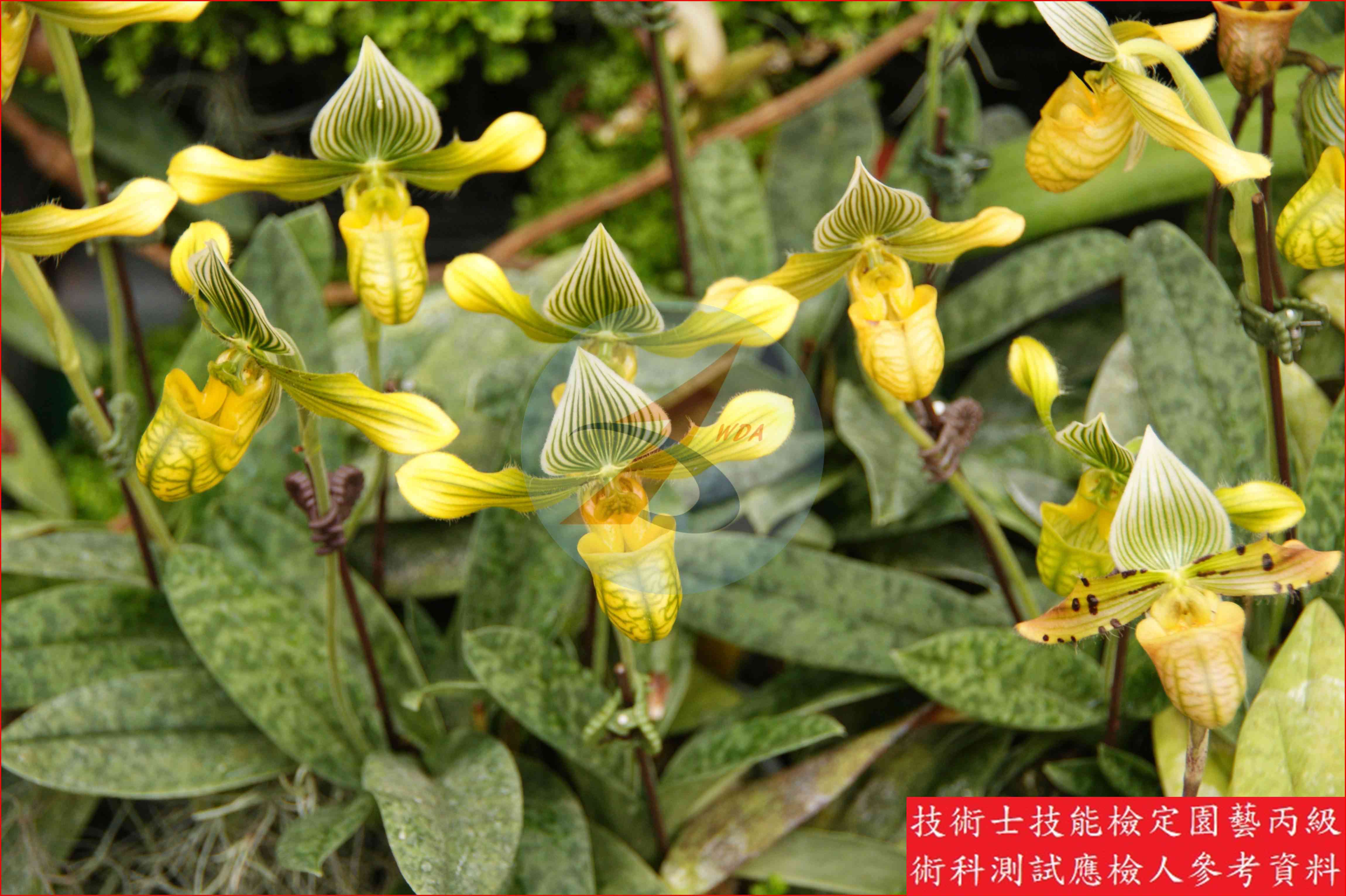 仙履蘭 園藝丙級識別圖片 2