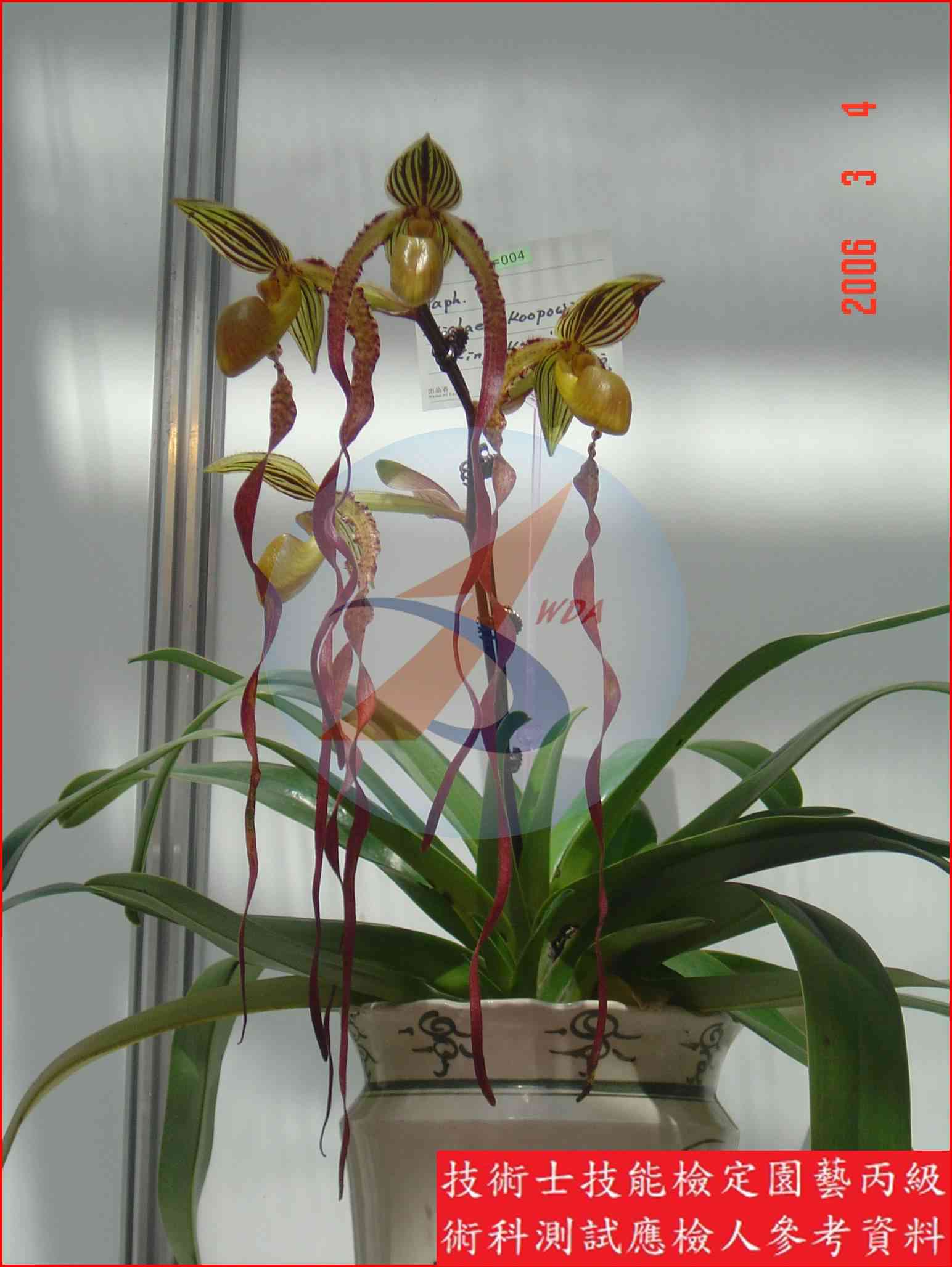 仙履蘭 園藝丙級識別圖片 4
