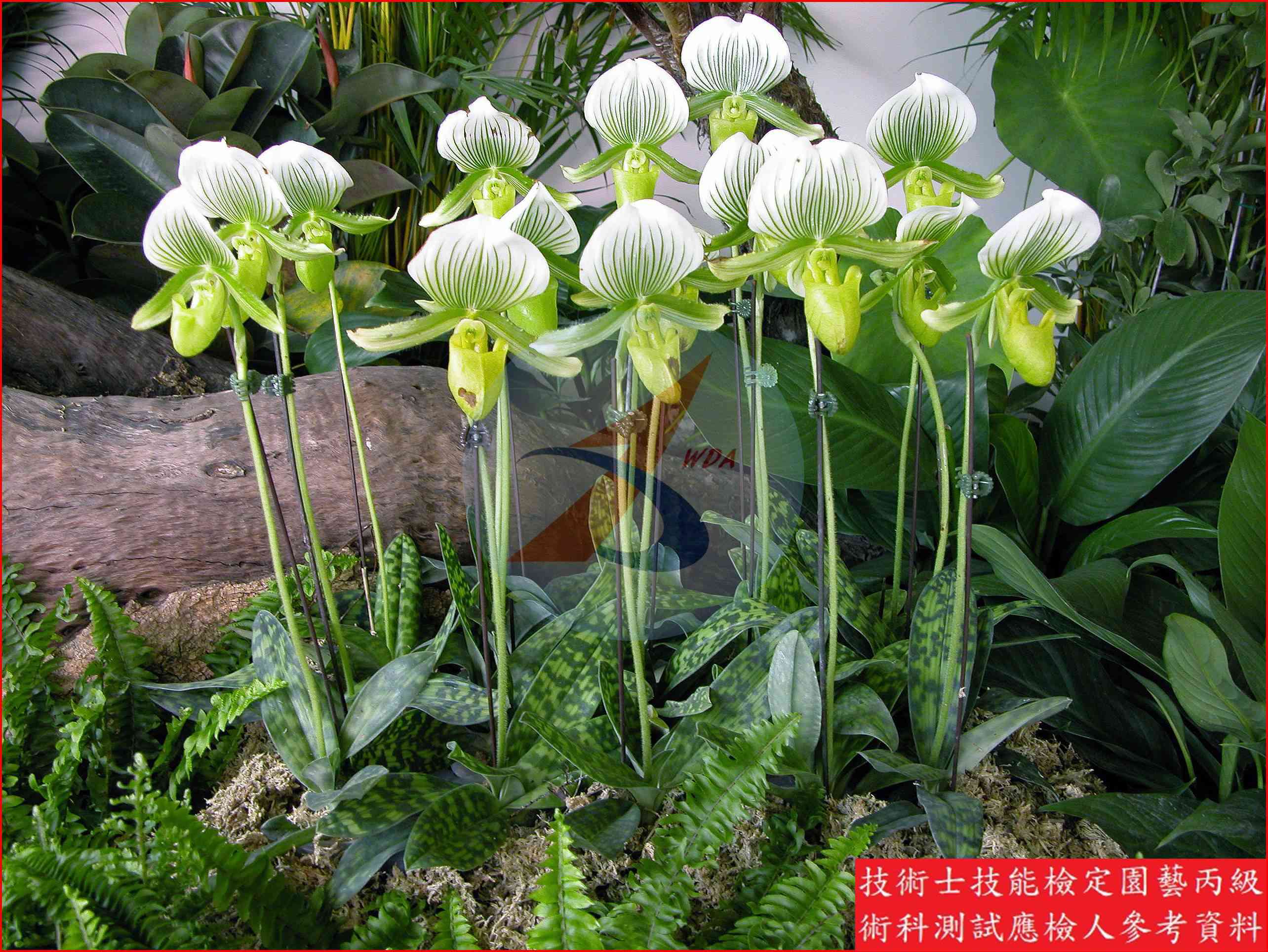 仙履蘭 園藝丙級識別圖片 5