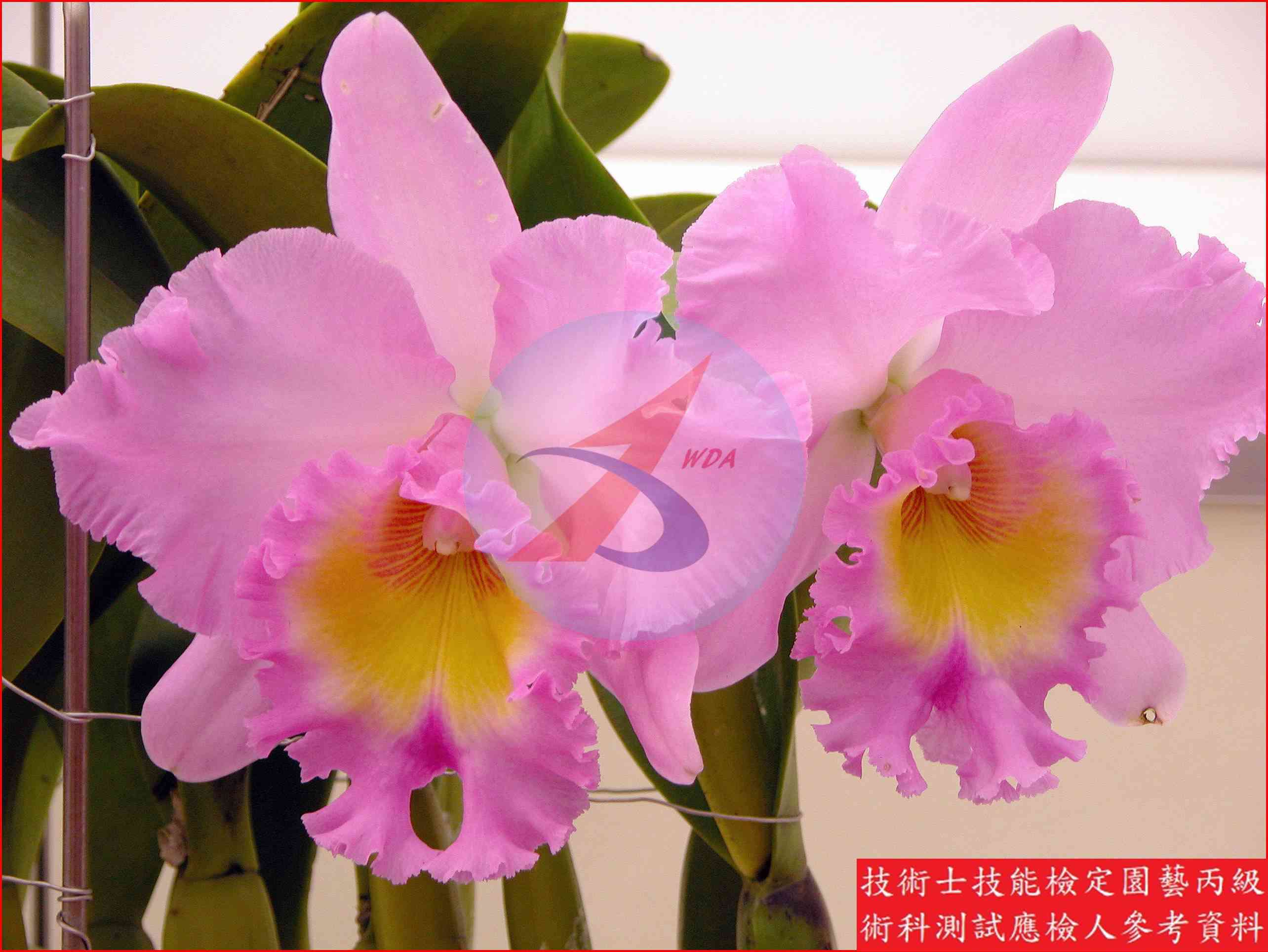 嘉德麗亞蘭 園藝丙級辨識圖片