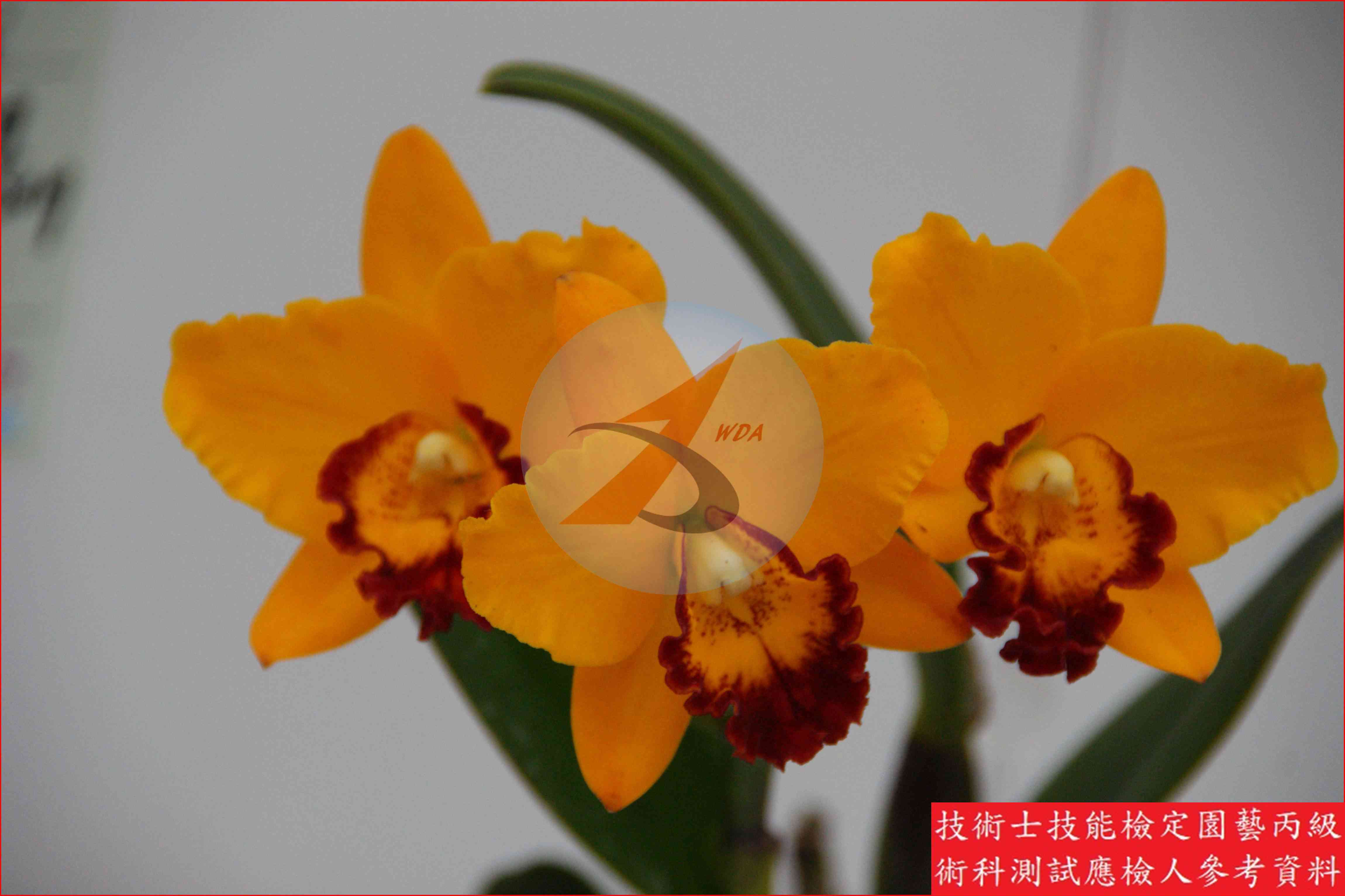 嘉德麗亞蘭 園藝丙級識別圖片 3