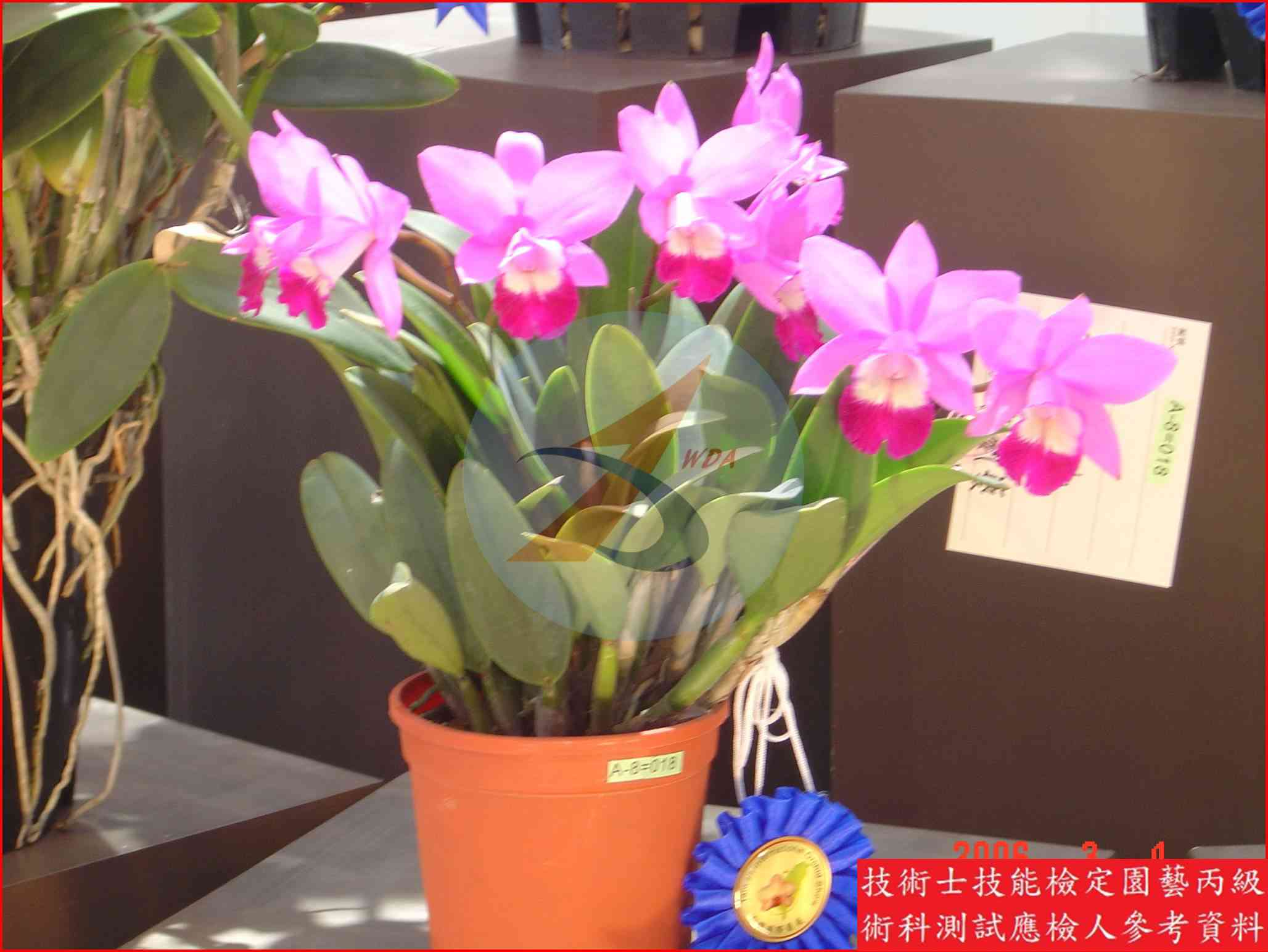 嘉德麗亞蘭 園藝丙級識別圖片 4