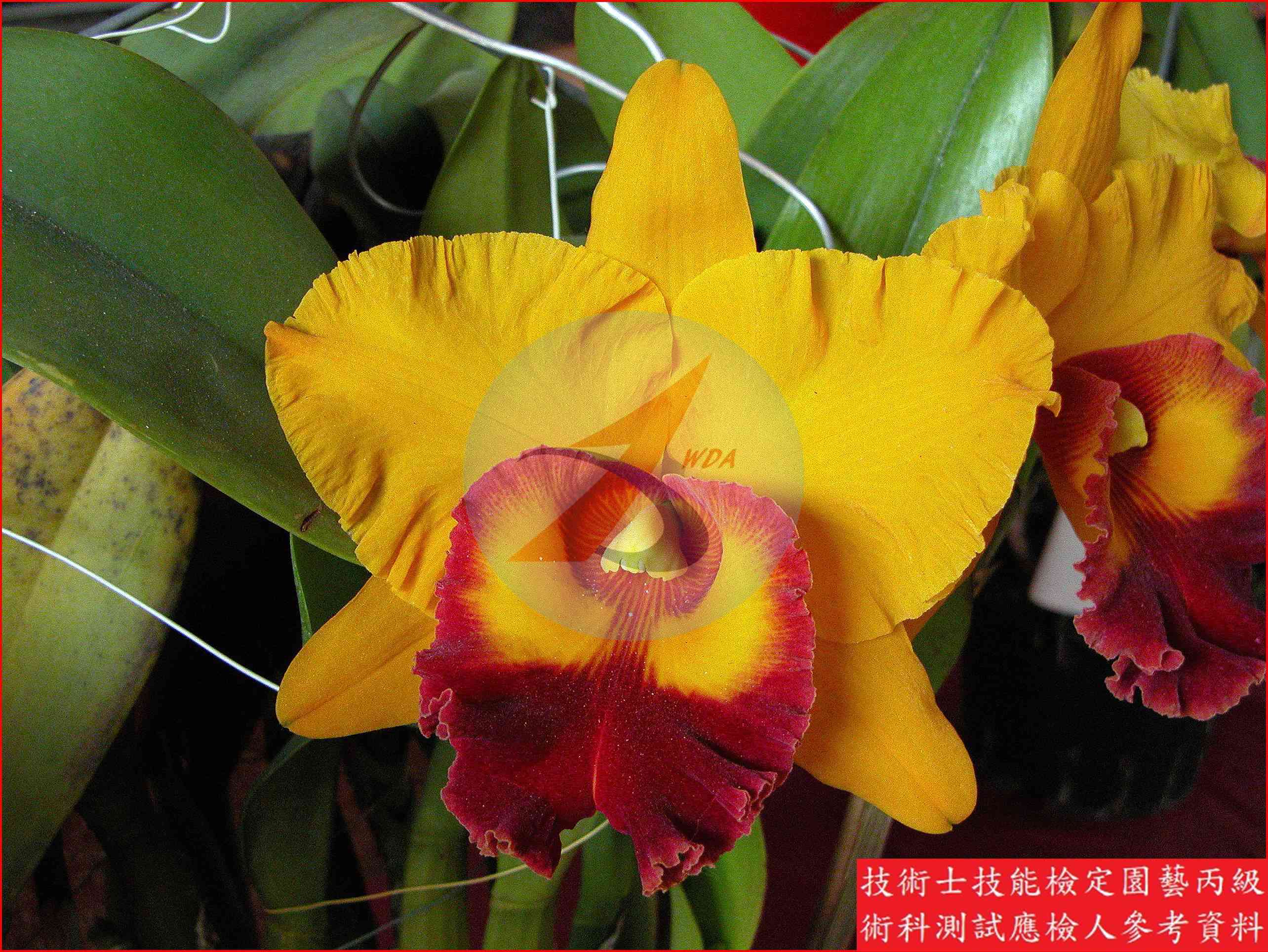嘉德麗亞蘭 園藝丙級識別圖片 6