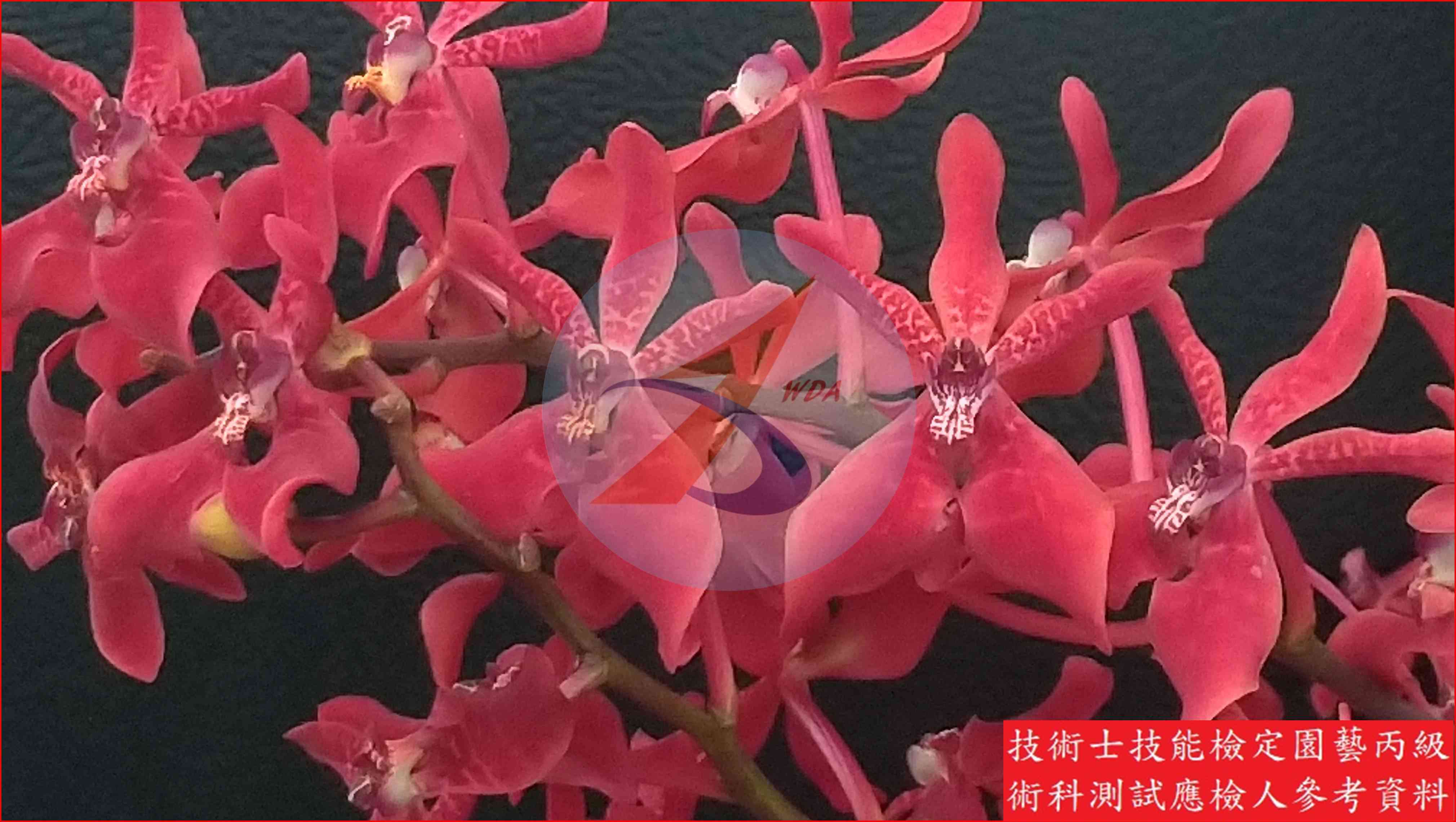 腎藥蘭 園藝丙級辨識圖片