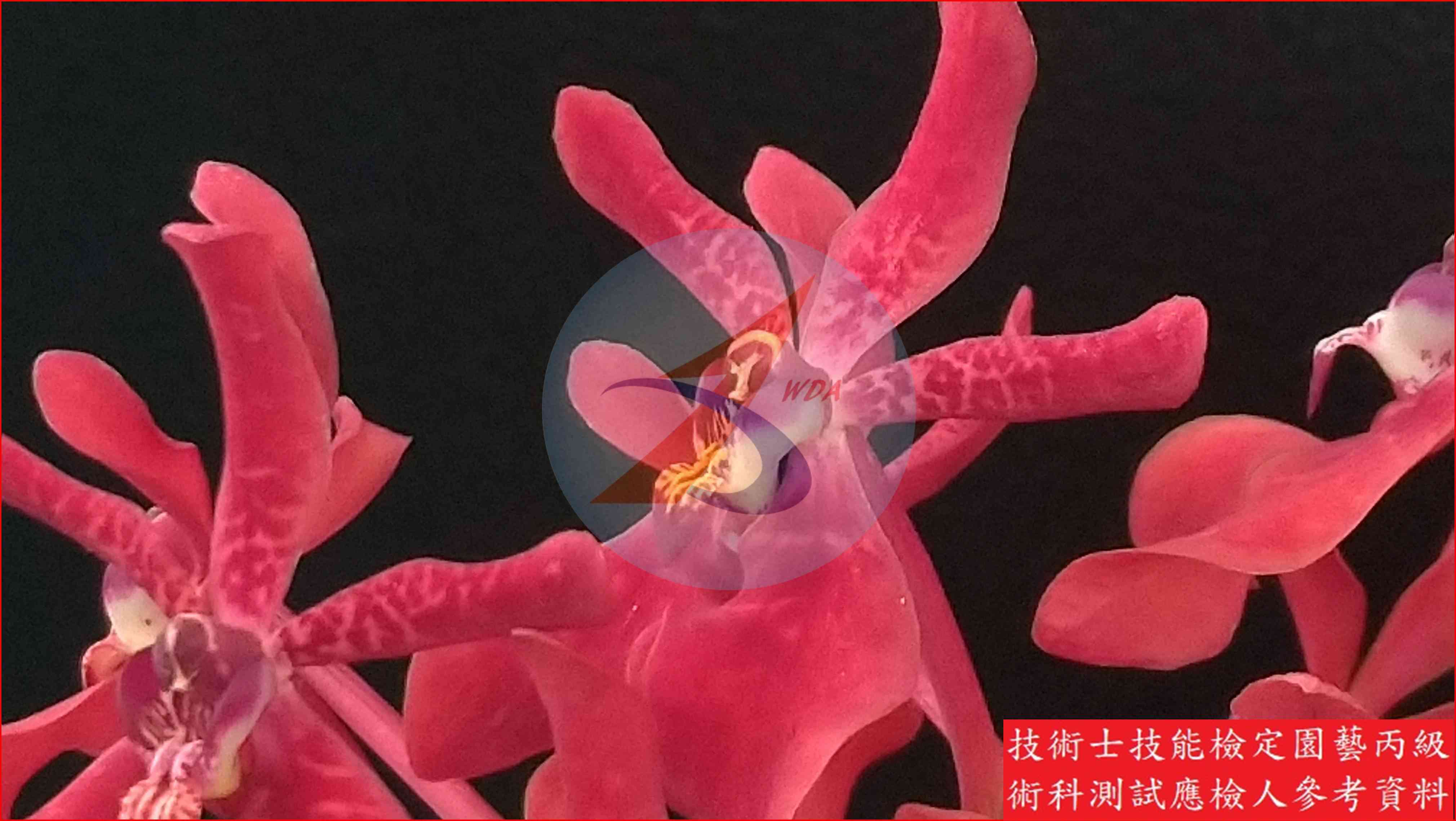 腎藥蘭 園藝丙級識別圖片 4