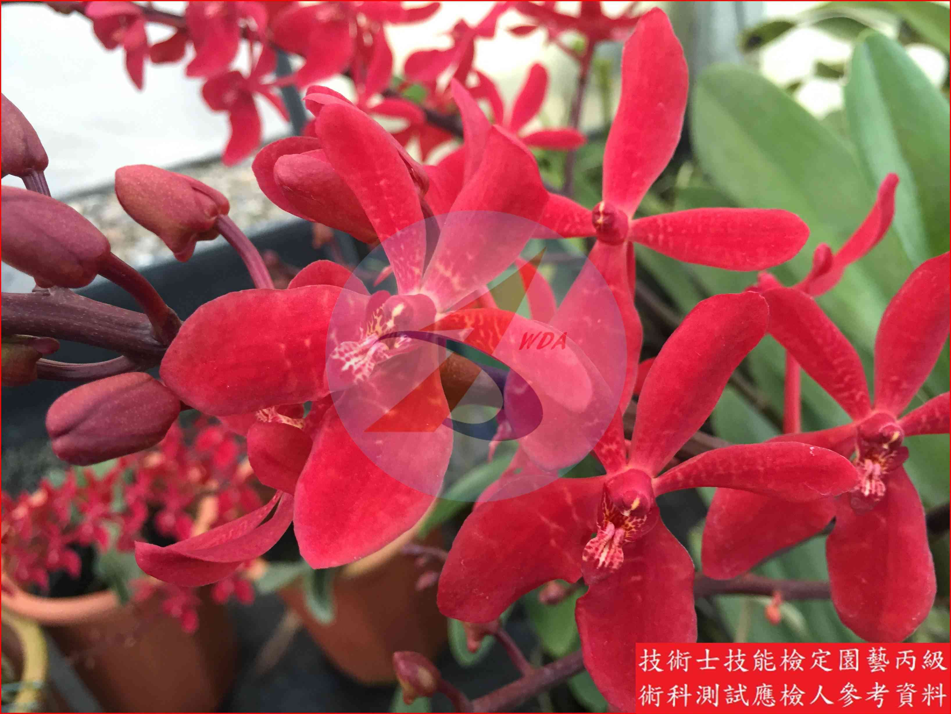 腎藥蘭 園藝丙級識別圖片 5