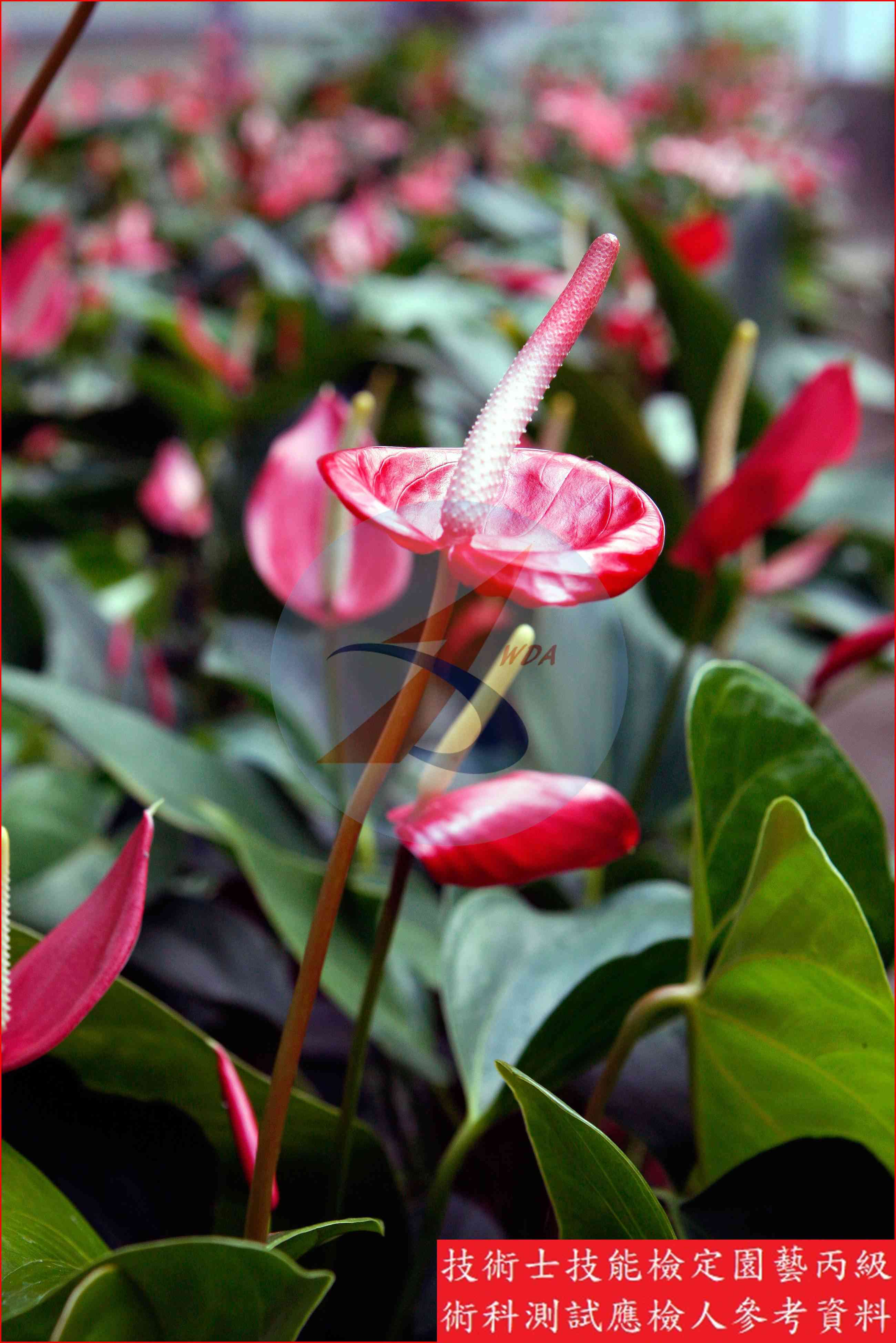 火鶴花 園藝丙級辨識圖片