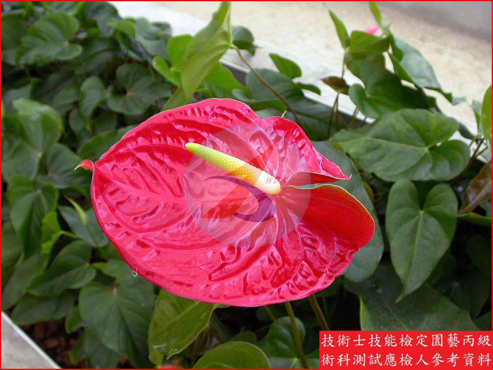 火鶴花 園藝丙級識別圖片 2