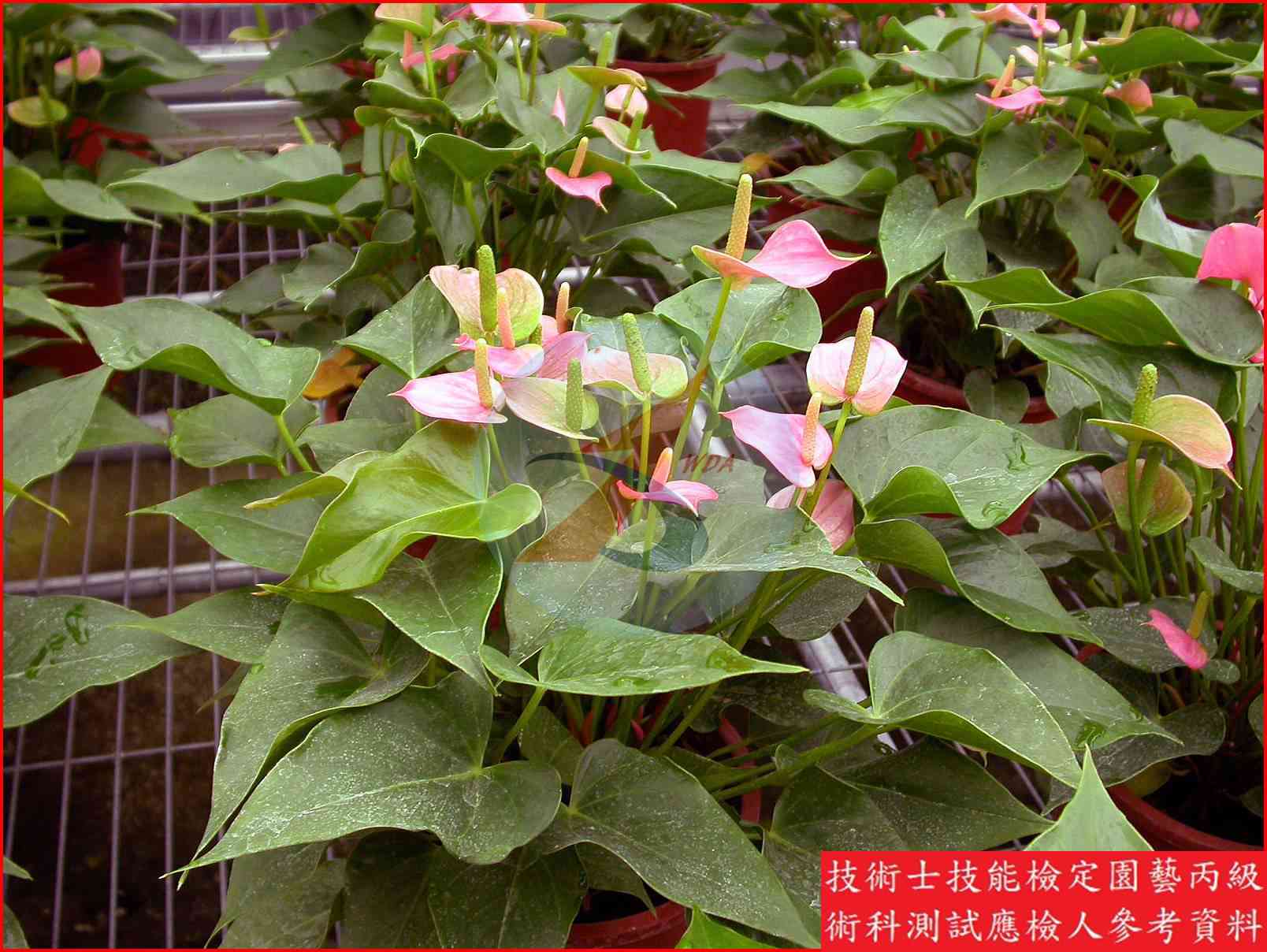火鶴花 園藝丙級識別圖片 3