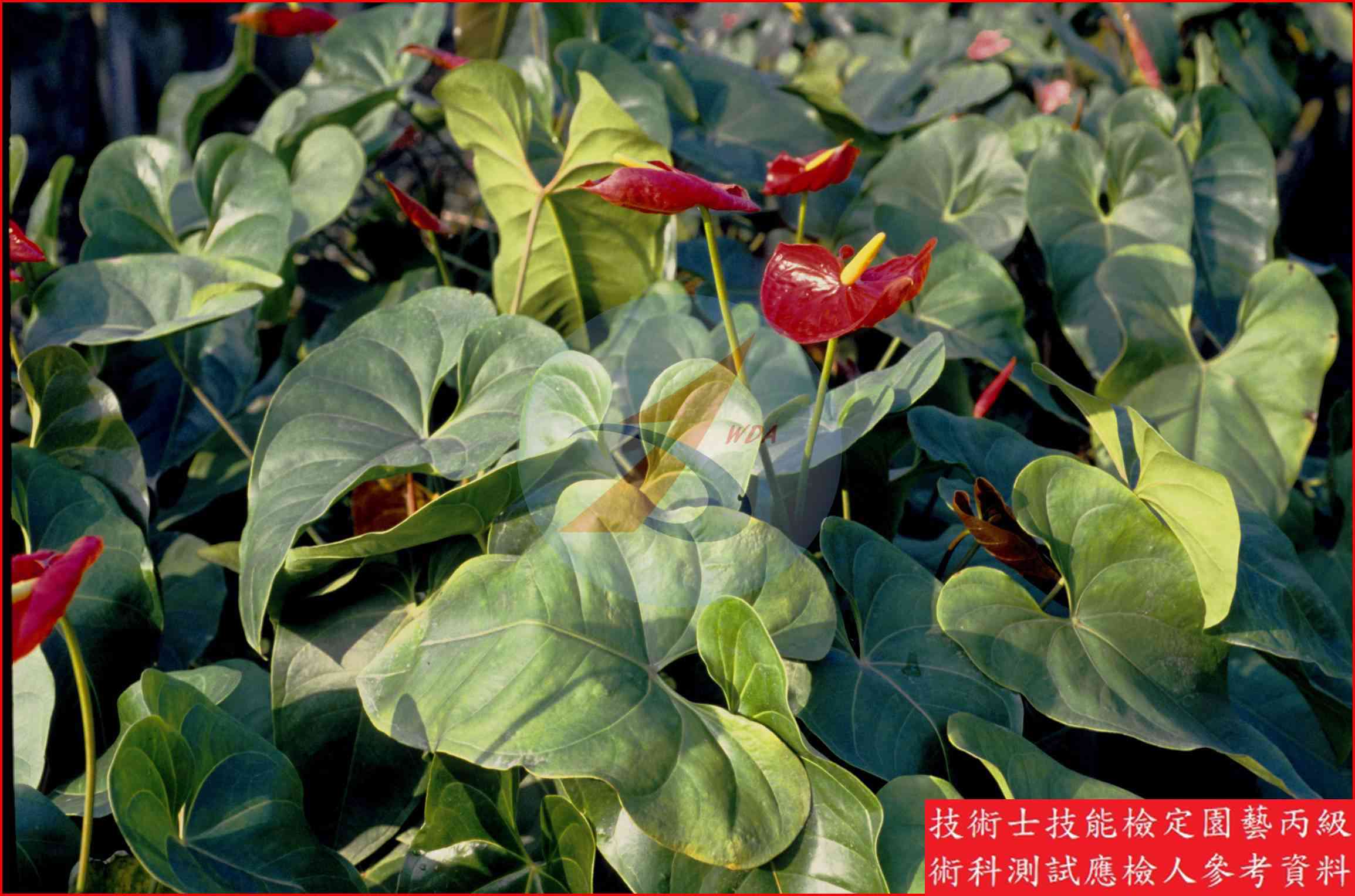 火鶴花 園藝丙級識別圖片 4