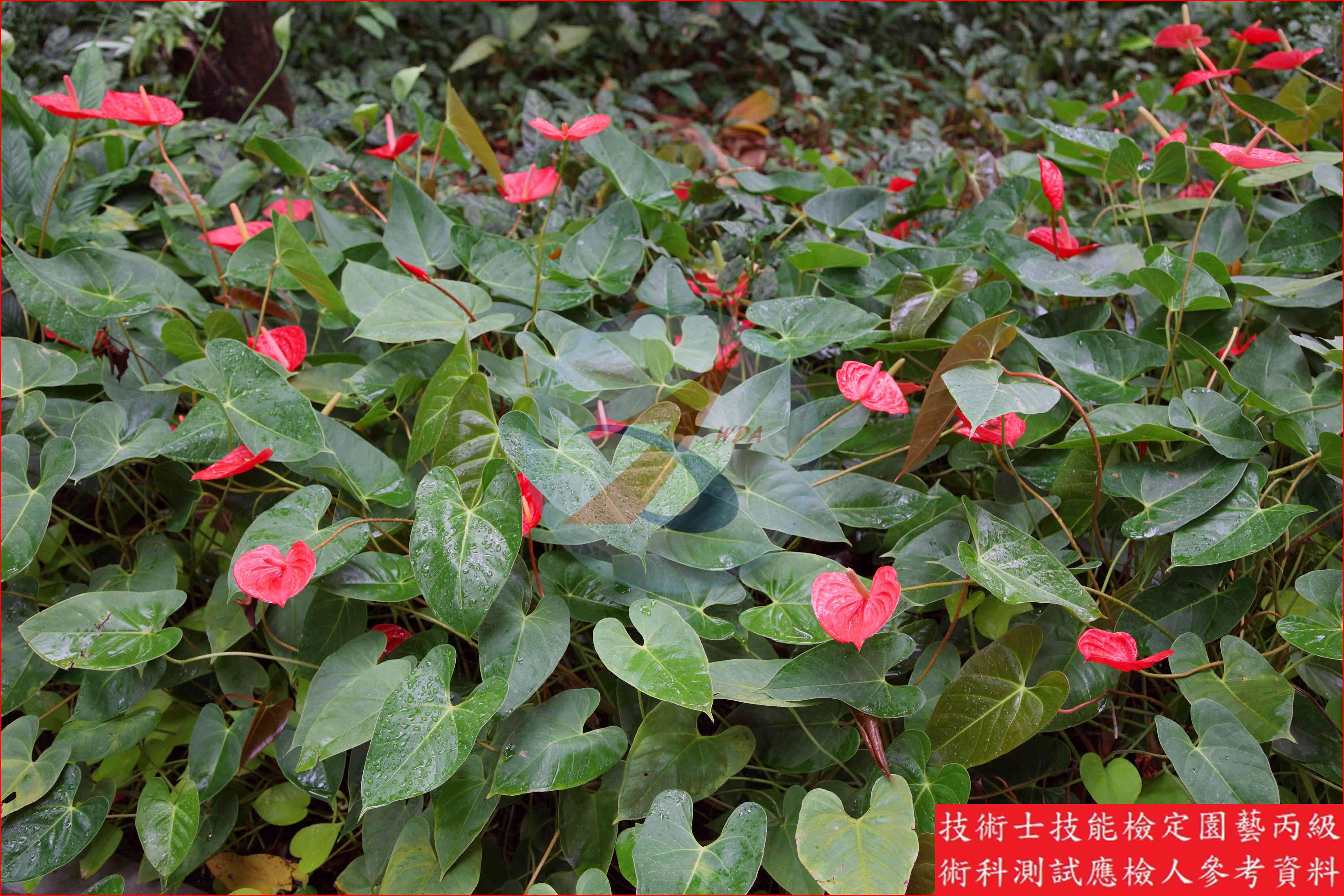 火鶴花 園藝丙級識別圖片 5