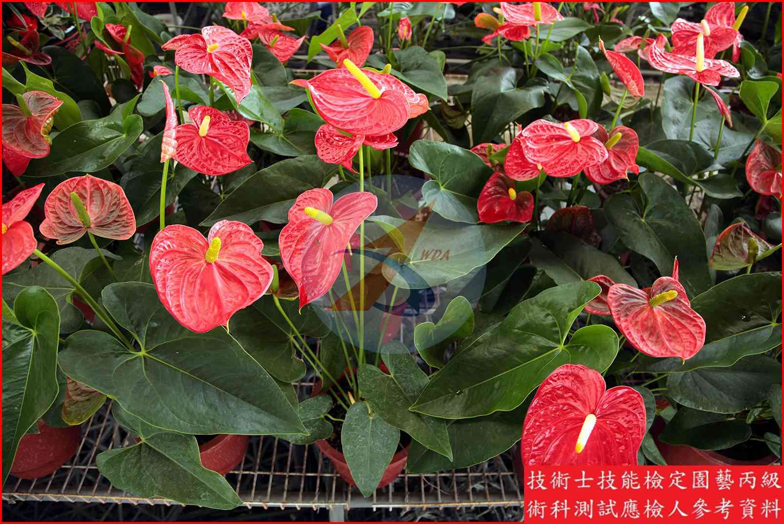 火鶴花 園藝丙級識別圖片 6