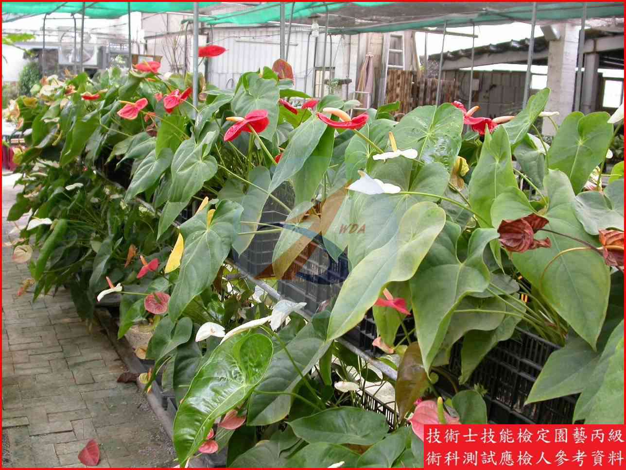 火鶴花 園藝丙級識別圖片 7