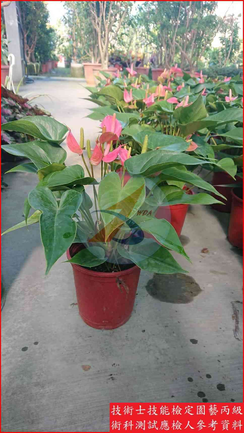 火鶴花 園藝丙級識別圖片 8