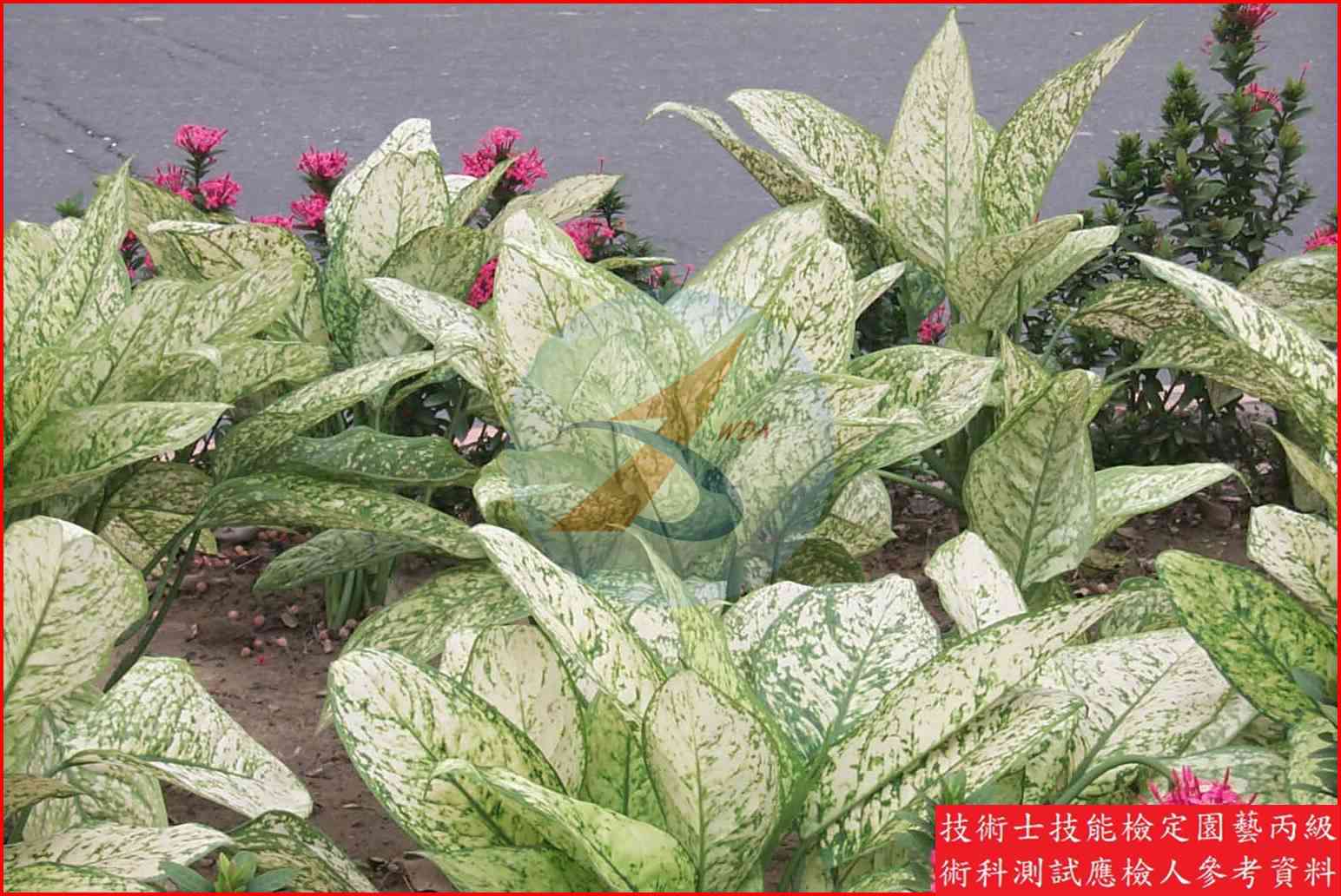黛粉葉 園藝丙級識別主圖