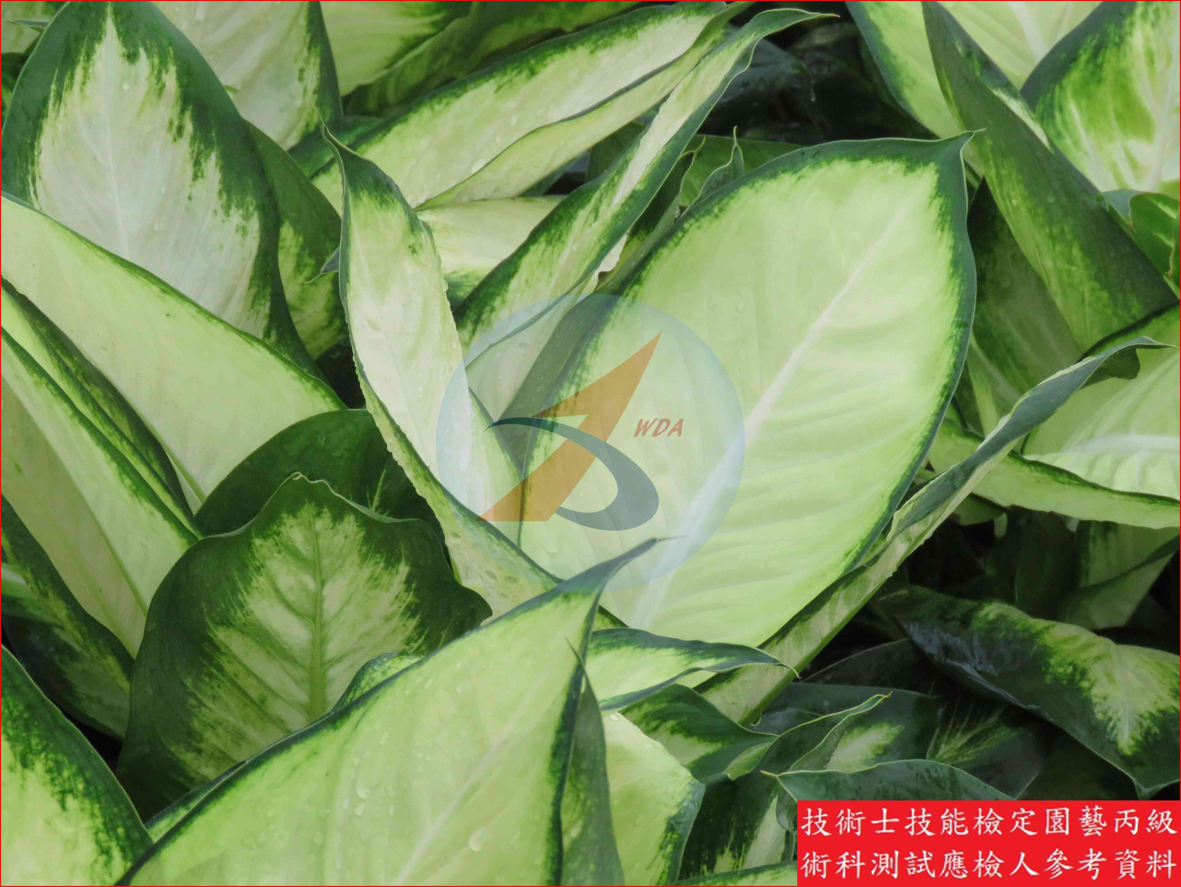 黛粉葉 園藝丙級識別圖片 3