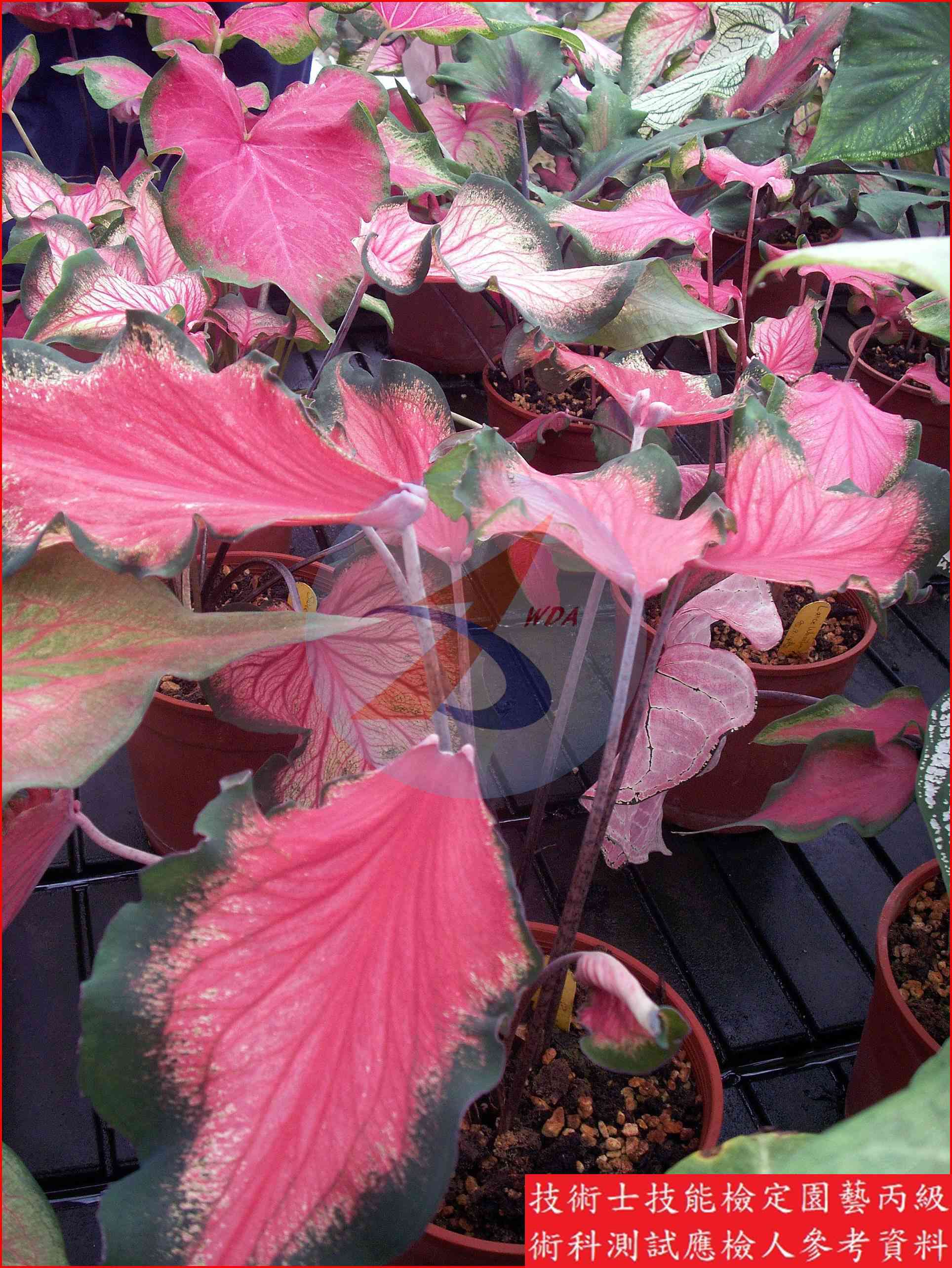 彩葉芋 園藝丙級辨識圖片