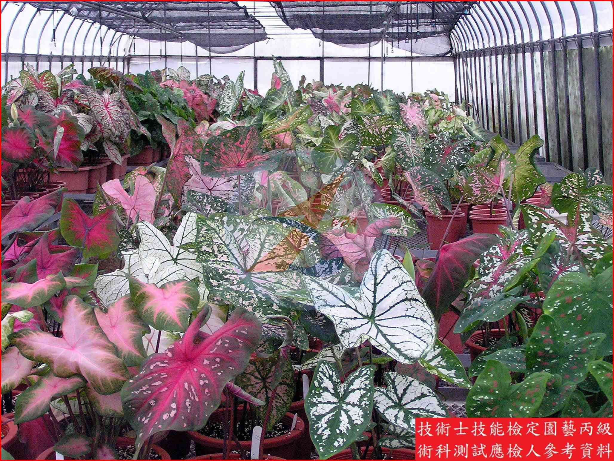 彩葉芋 園藝丙級識別圖片 2