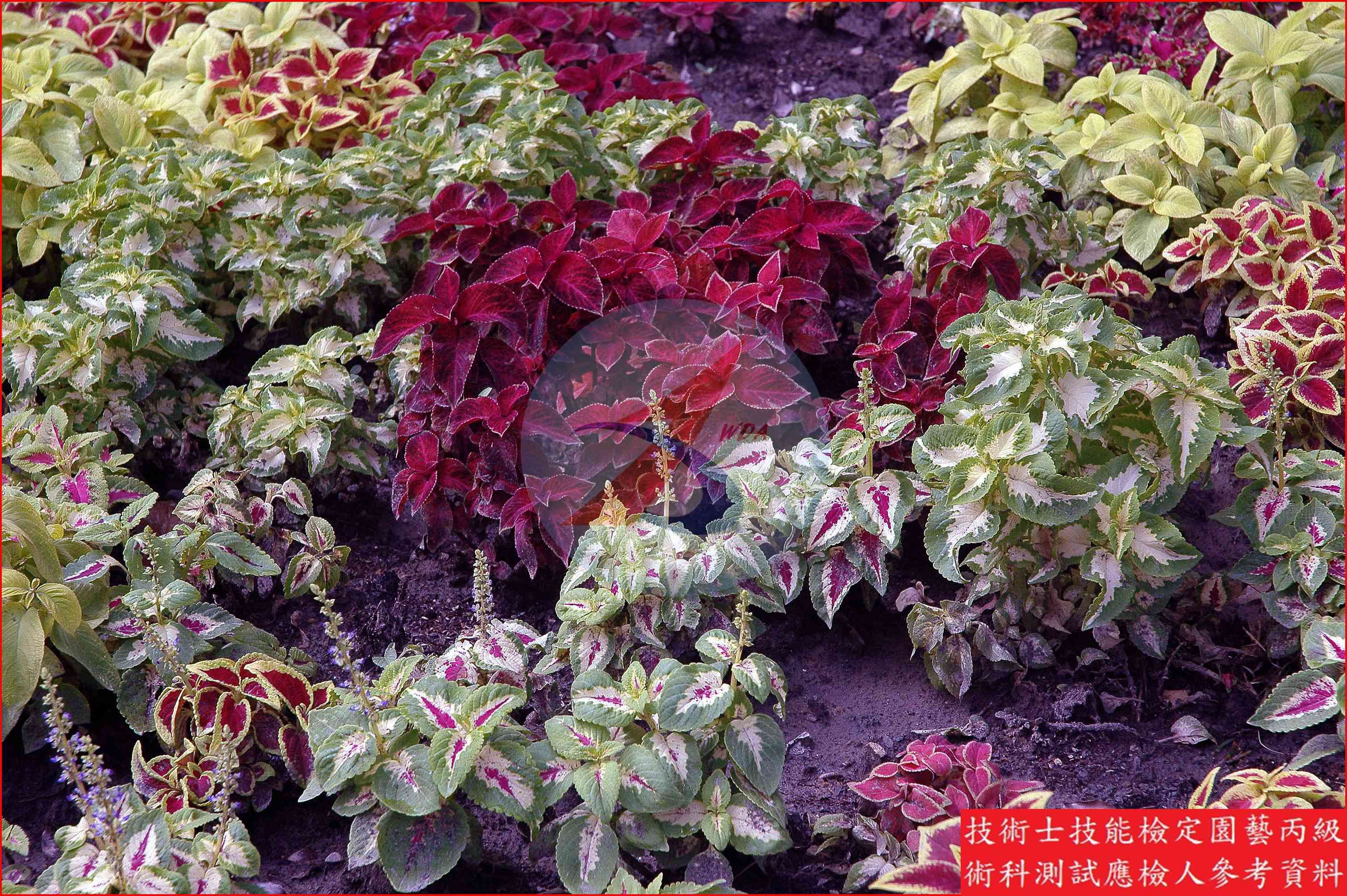 彩葉草 園藝丙級識別圖片 2