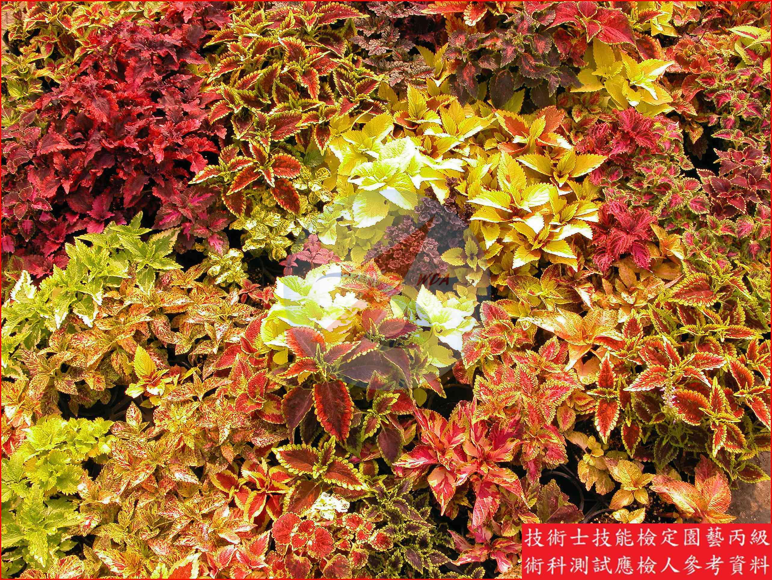 彩葉草 園藝丙級識別圖片 3