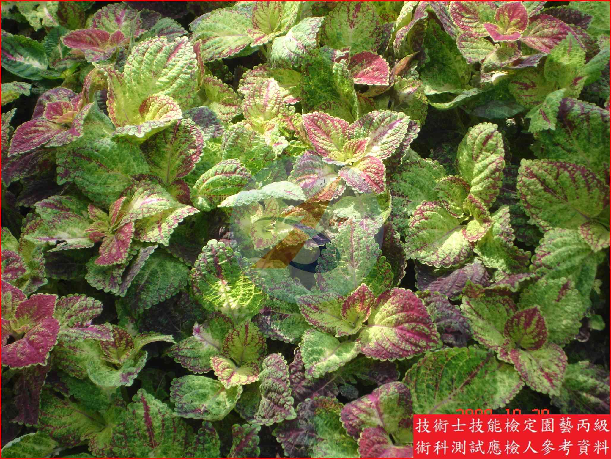 彩葉草 園藝丙級識別圖片 5