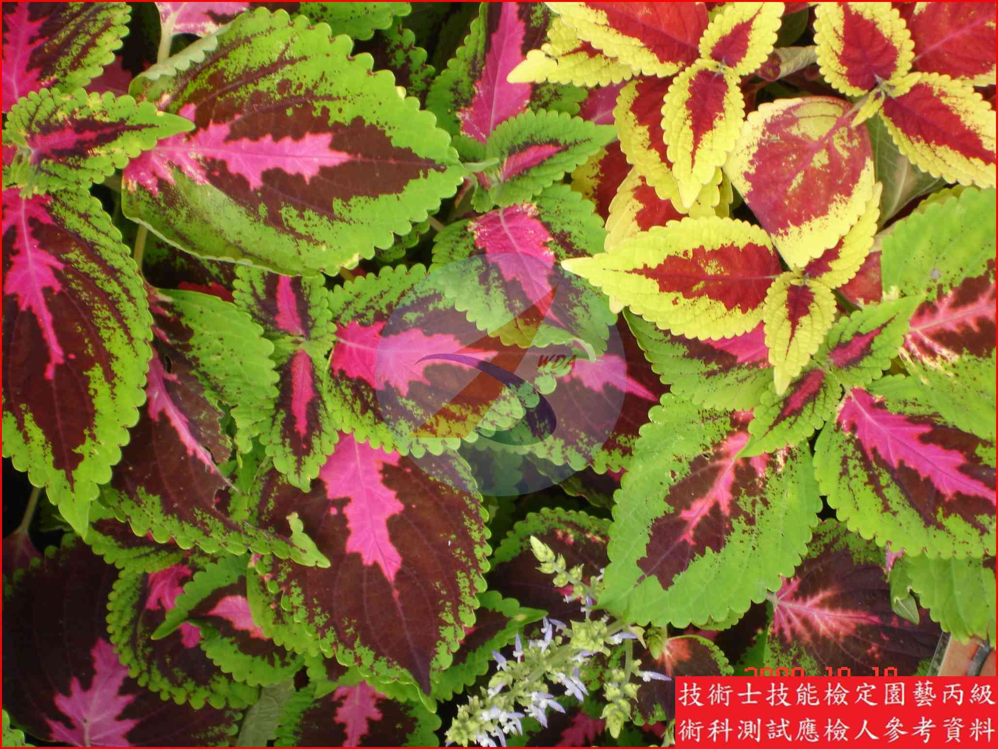 彩葉草 園藝丙級識別圖片 6