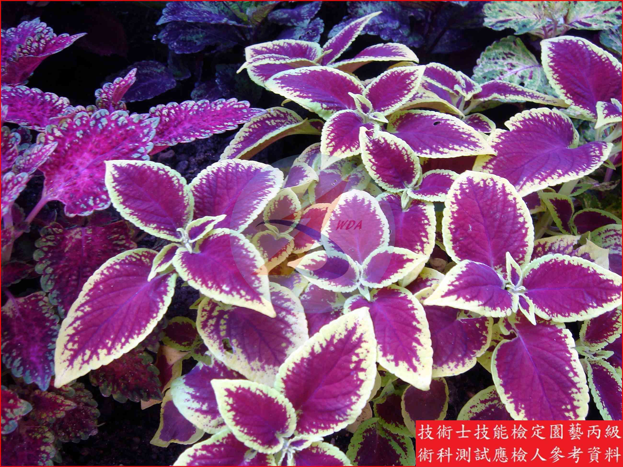 彩葉草 園藝丙級識別圖片 7
