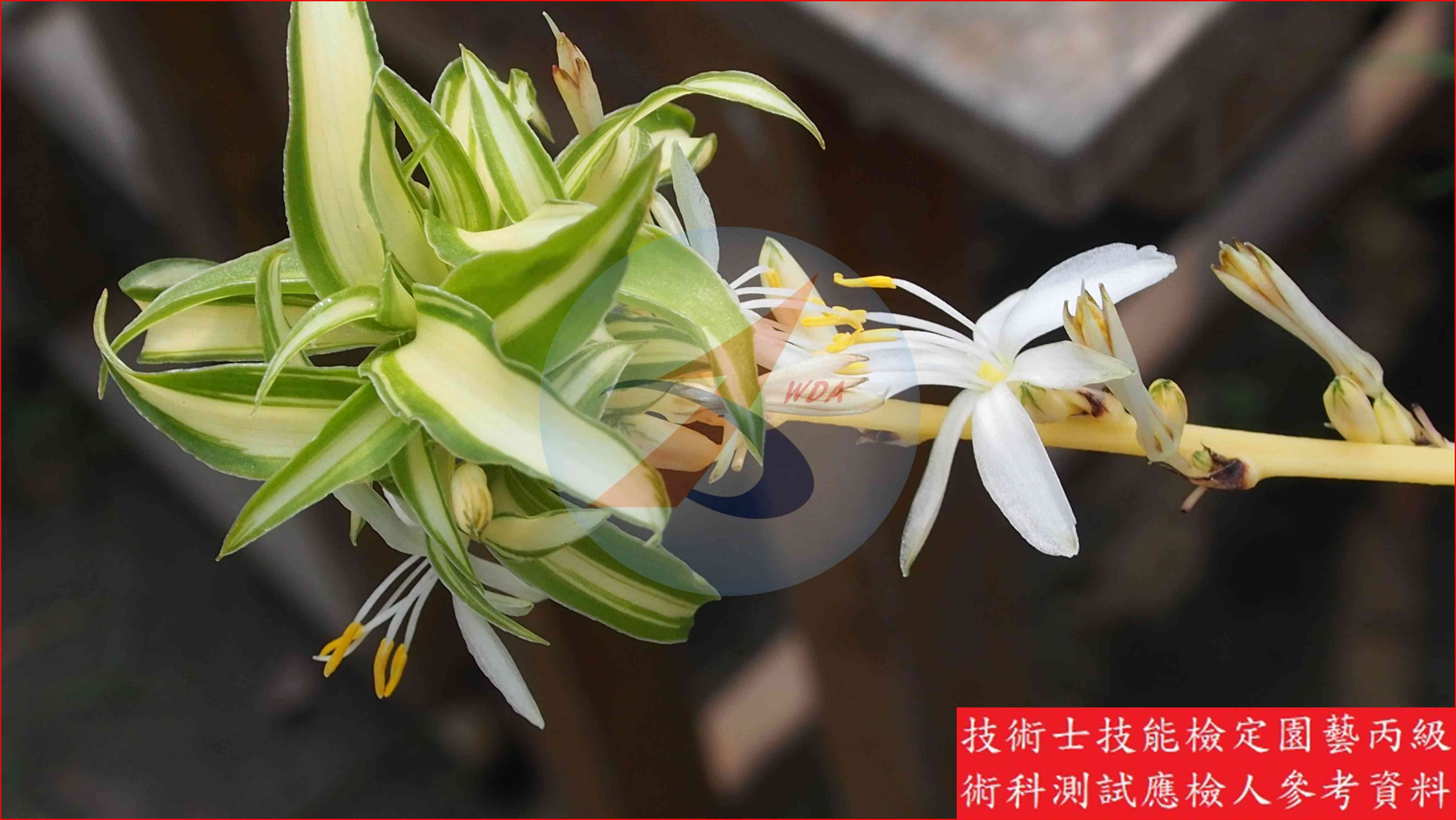 吊蘭 園藝丙級識別圖片 3
