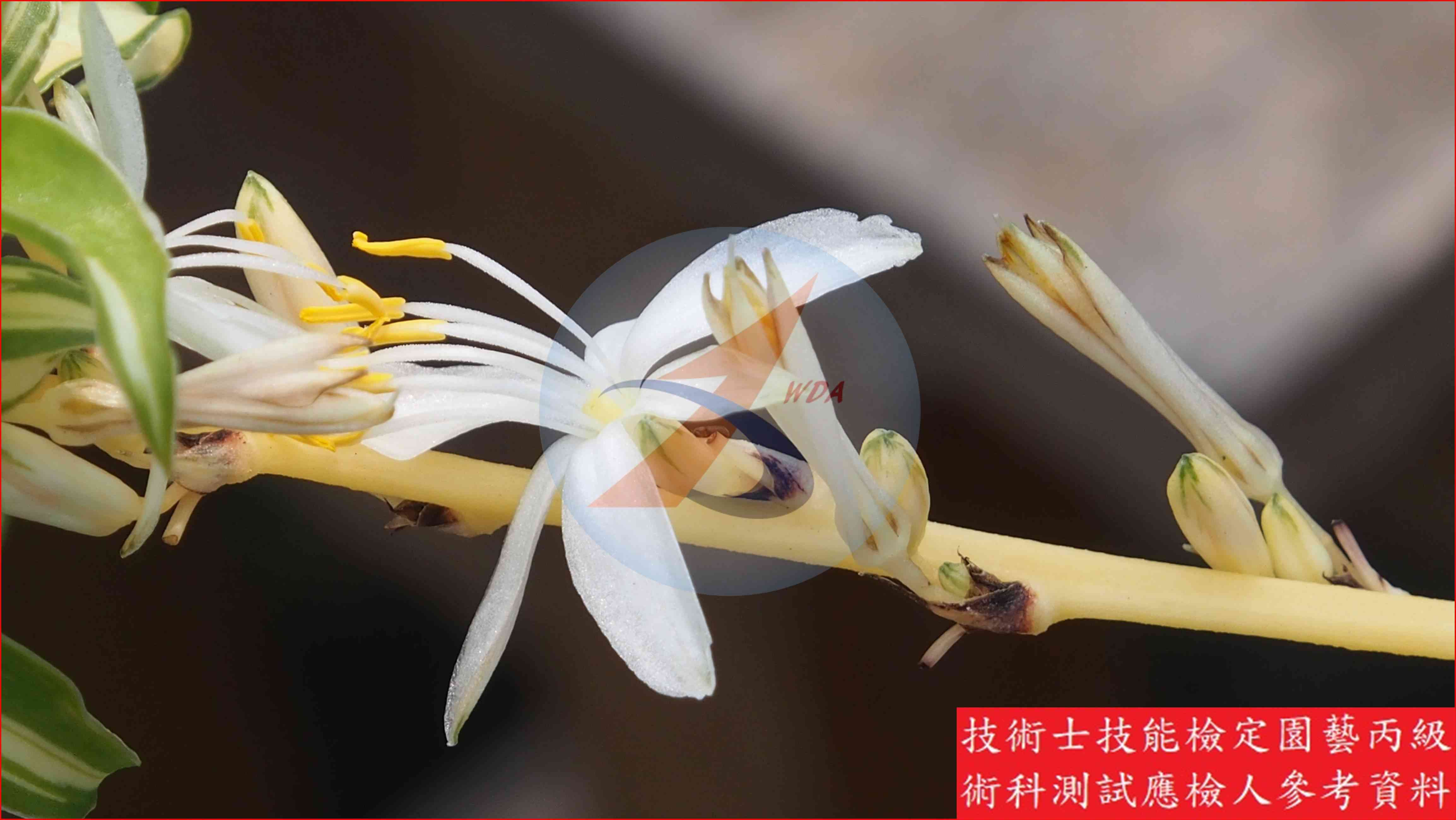 吊蘭 園藝丙級識別圖片 4