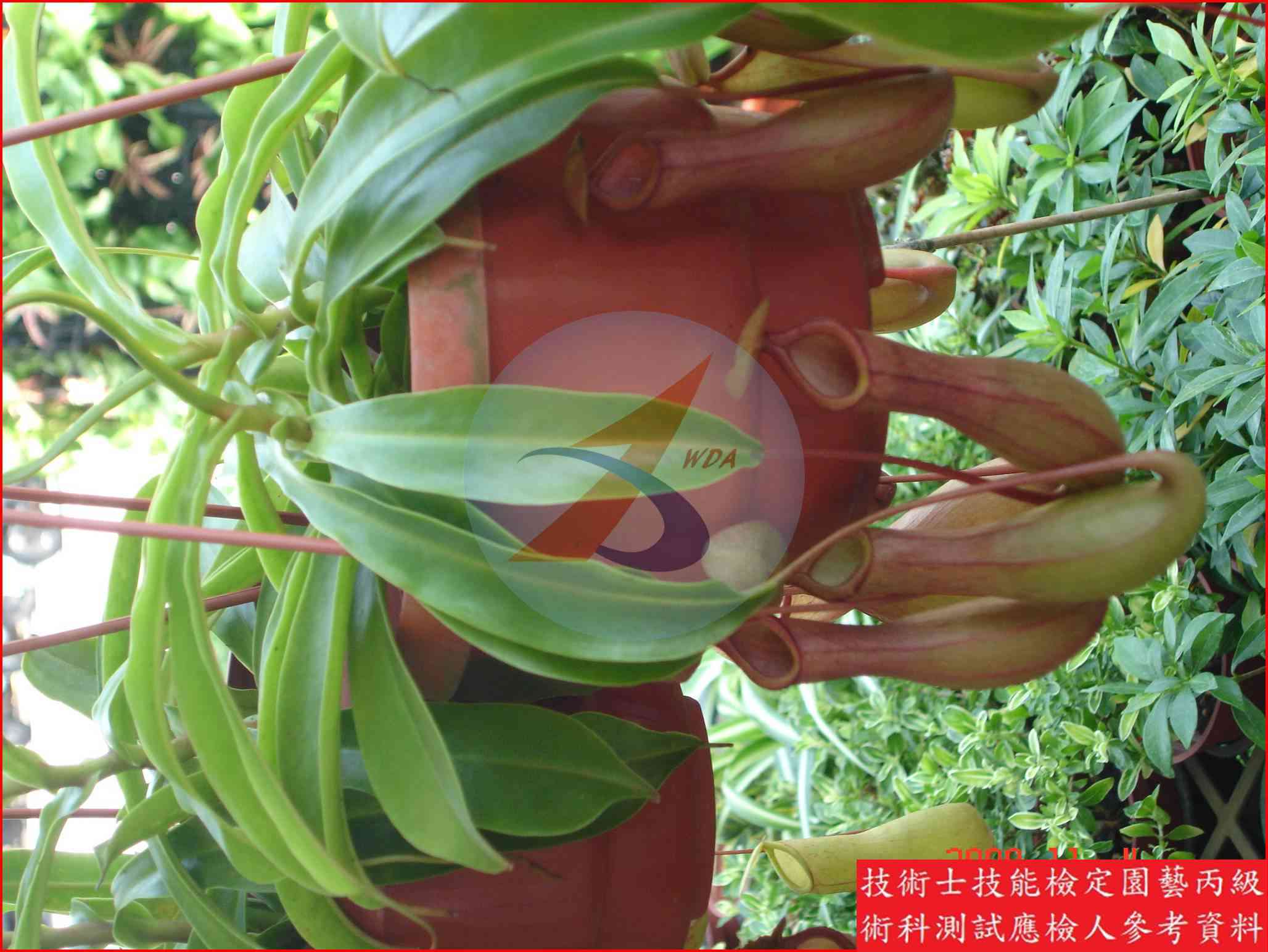 豬籠草 園藝丙級辨識圖片