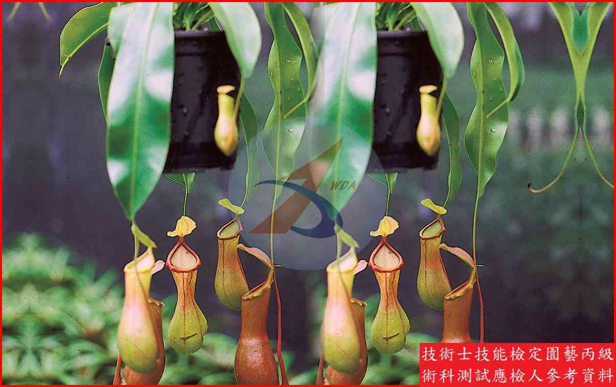 豬籠草 園藝丙級識別圖片 3
